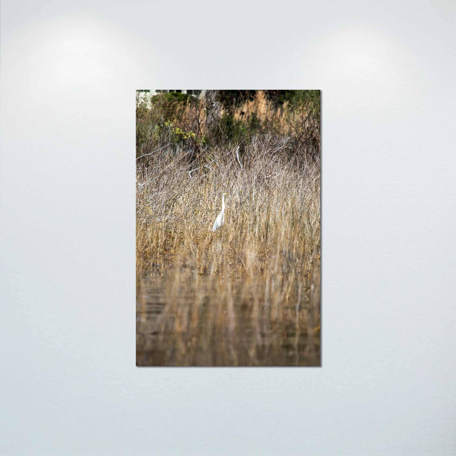 1:1 Wading Egret- Poster & Canvas.jpg