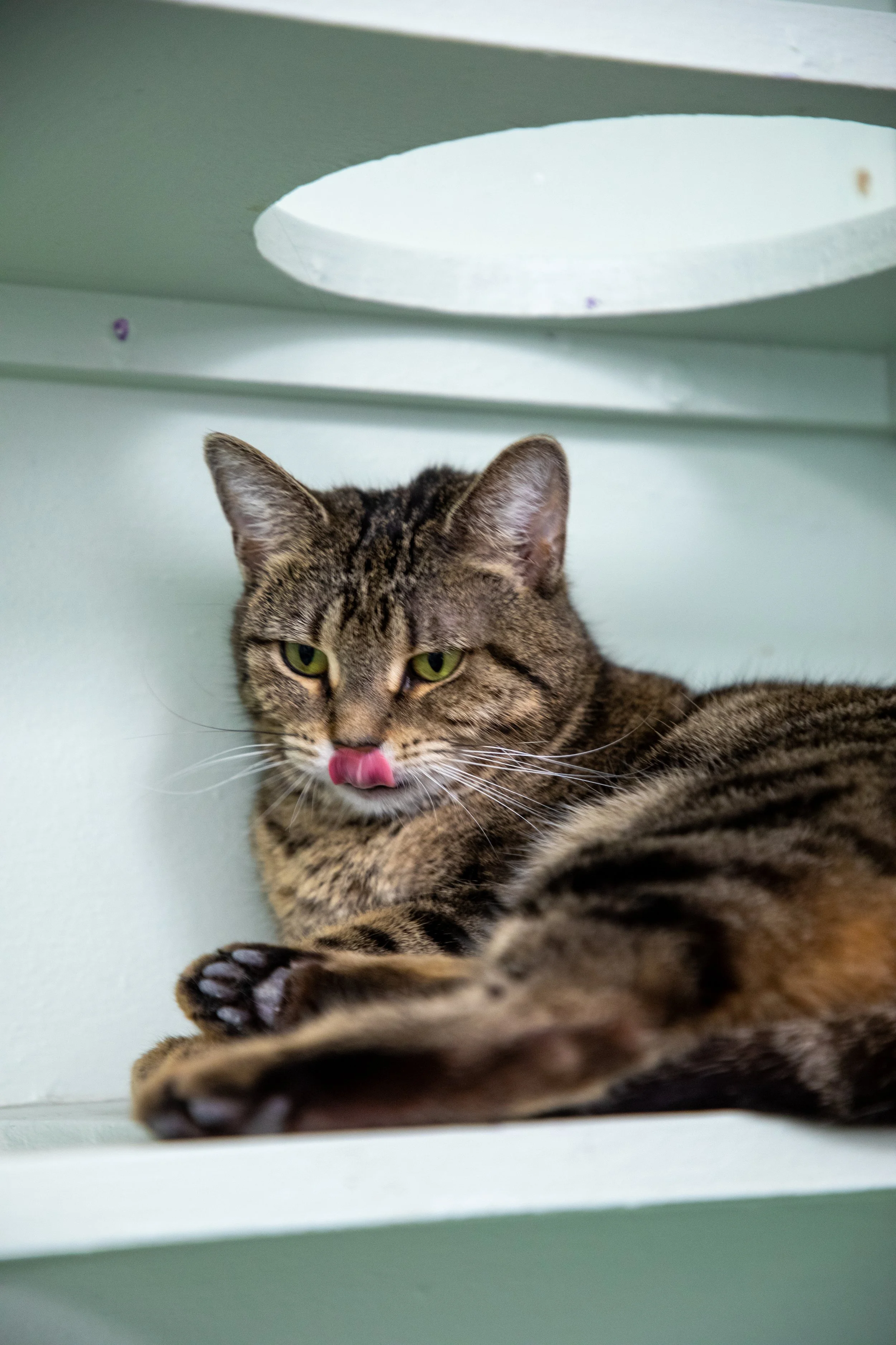 Will Locke Pet Photography- Hope For Life 12:28:2025 42.jpg