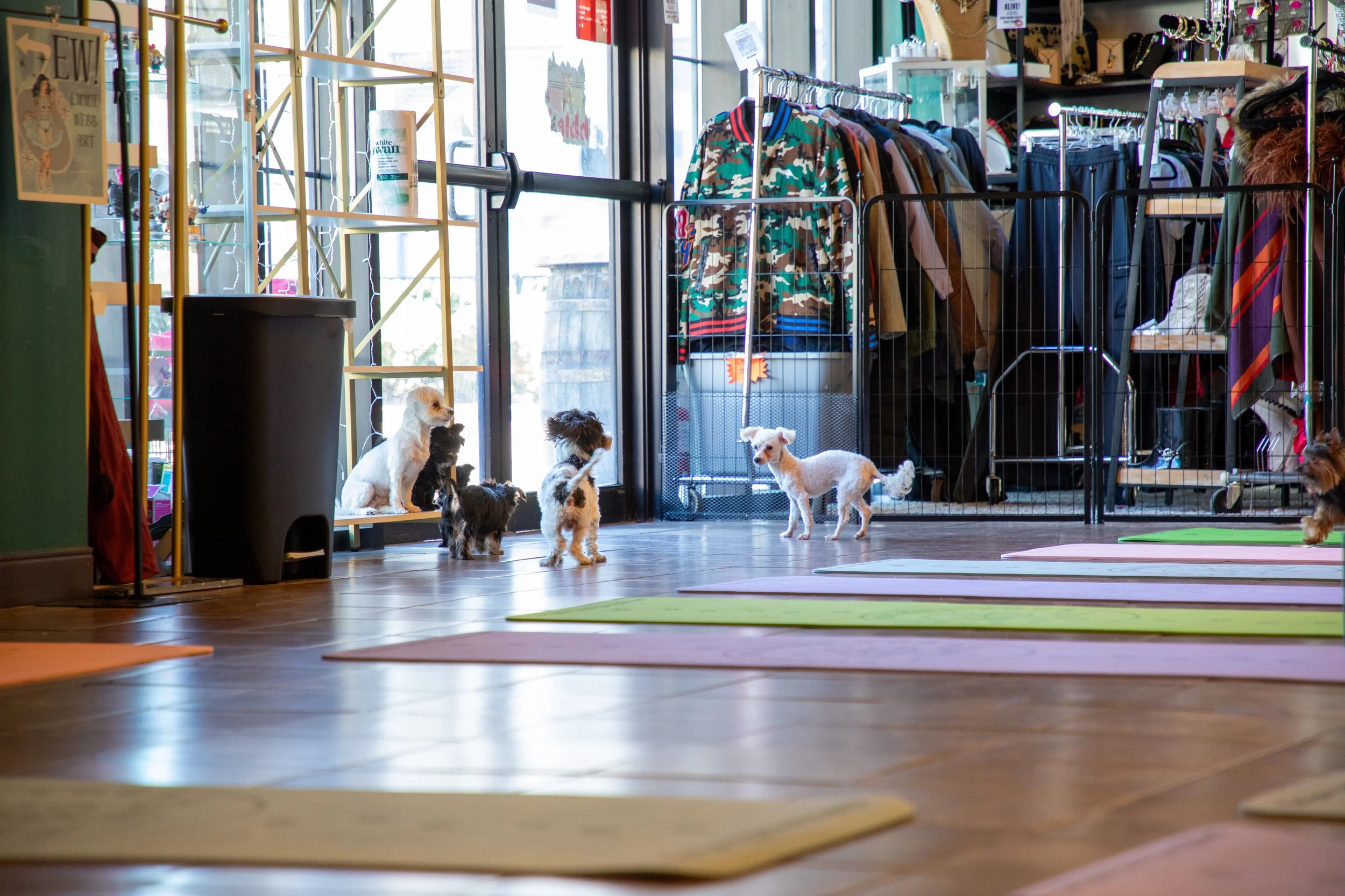 Marketing and Event Photography by Will Locke. Inside a pet store with colorful yoga mats on the wooden floor, several puppies playing and sitting near the large glass windows with clothing racks and shelves in the background.
