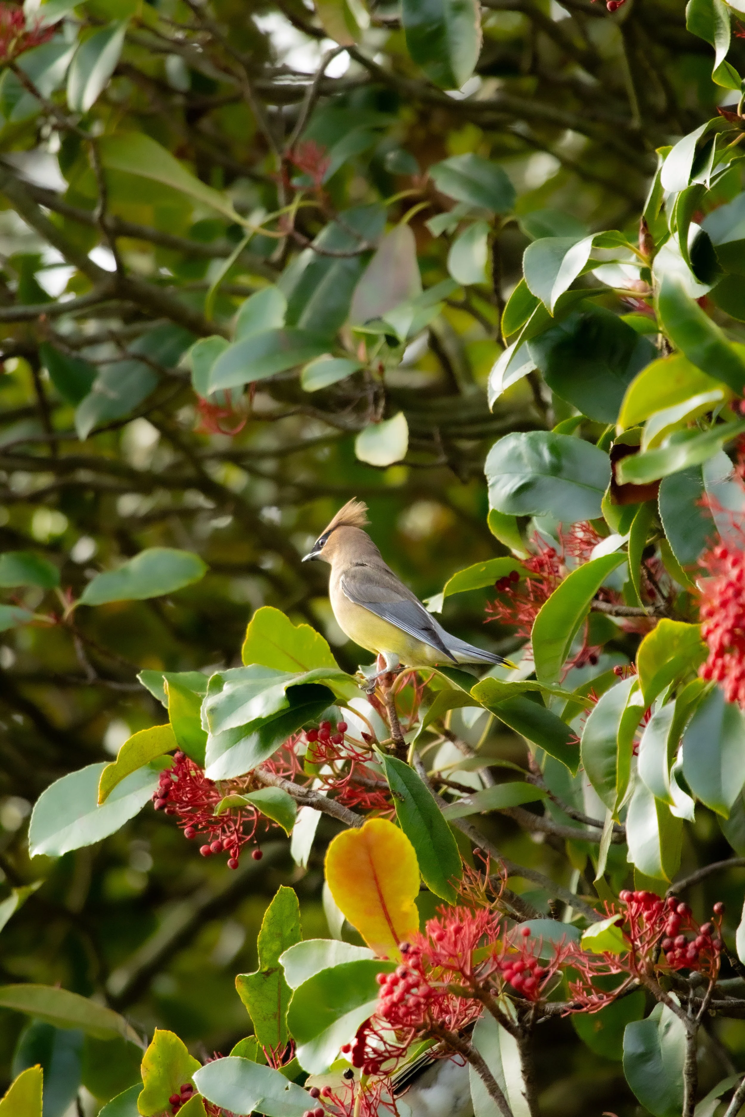 1:10 Cedar Waxwing Perched.jpg