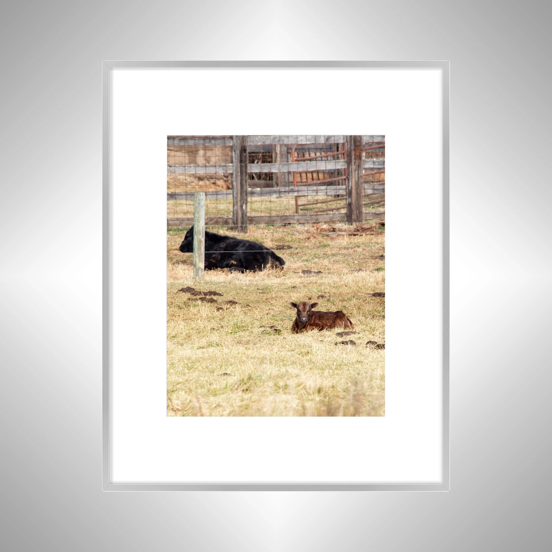 1:1 Calf Lying- Silver Metal w: Border.jpg