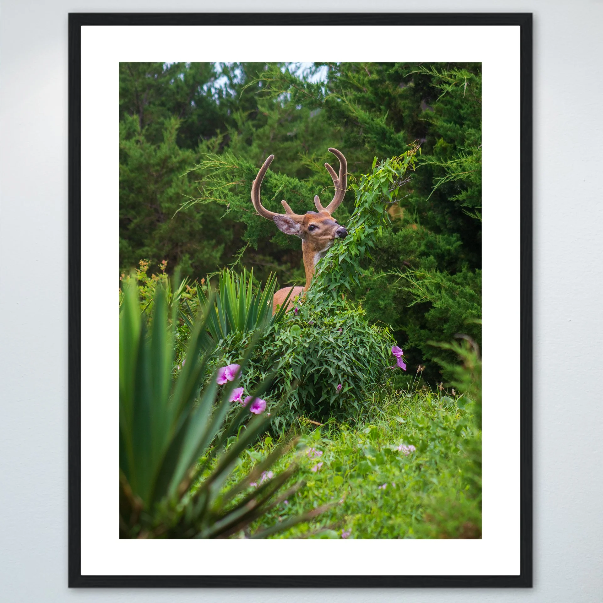 1:1 Deer Eating in Rodanthe- Wood w: Border.jpg