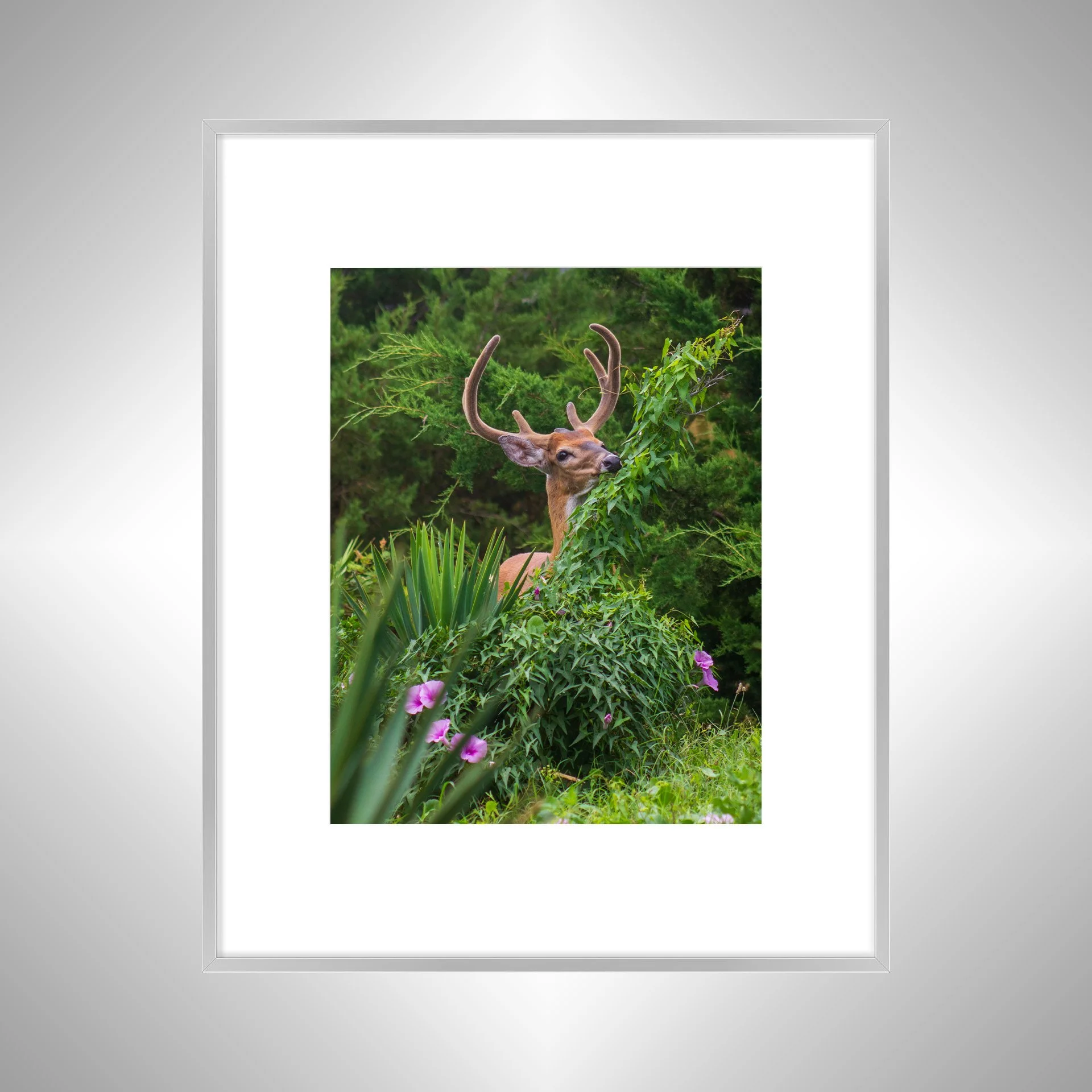 1:1 Deer Eating in Rodanthe- Silver Metal w: Border.jpg