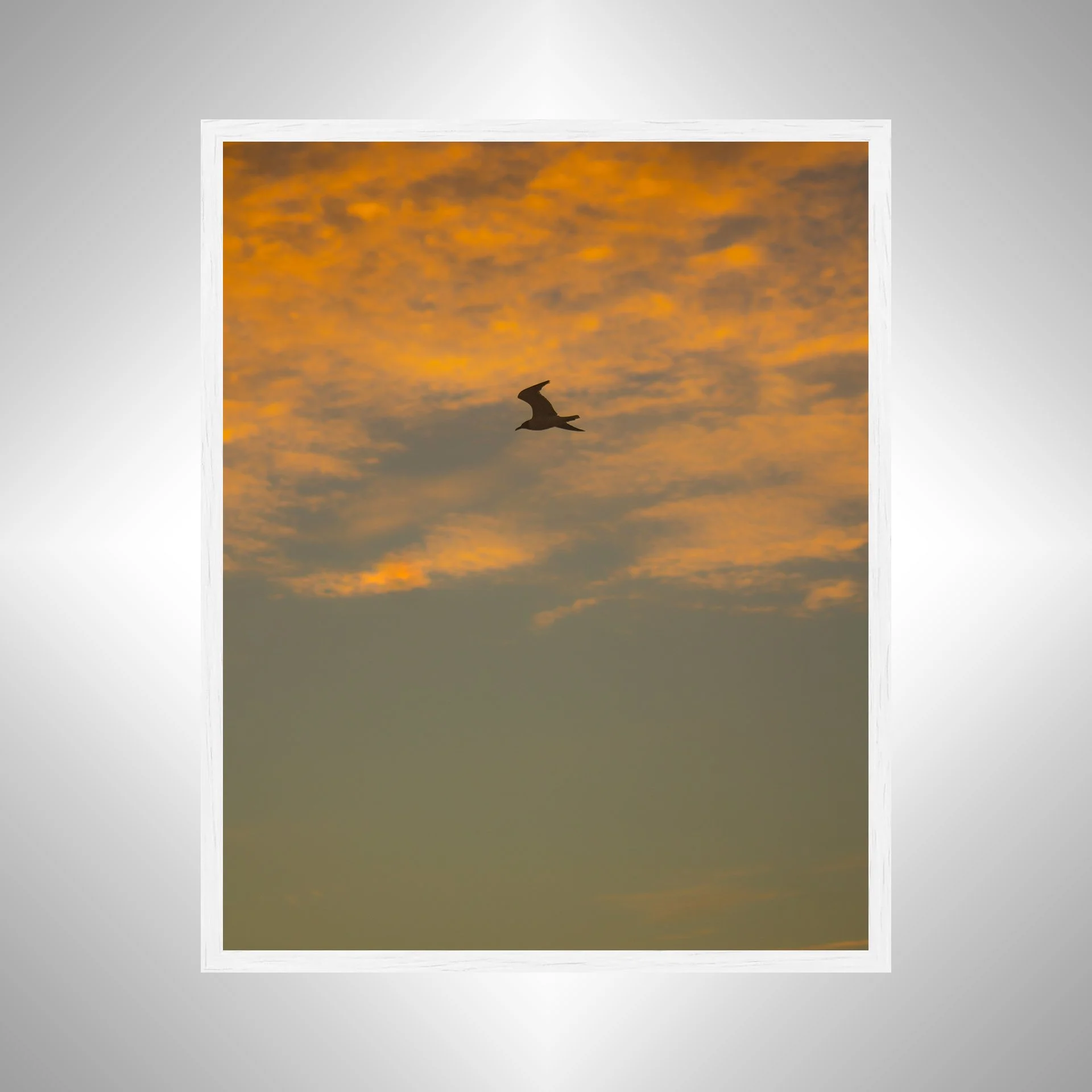 1:1 Seagull Flying with Orange Clouds- White.jpg