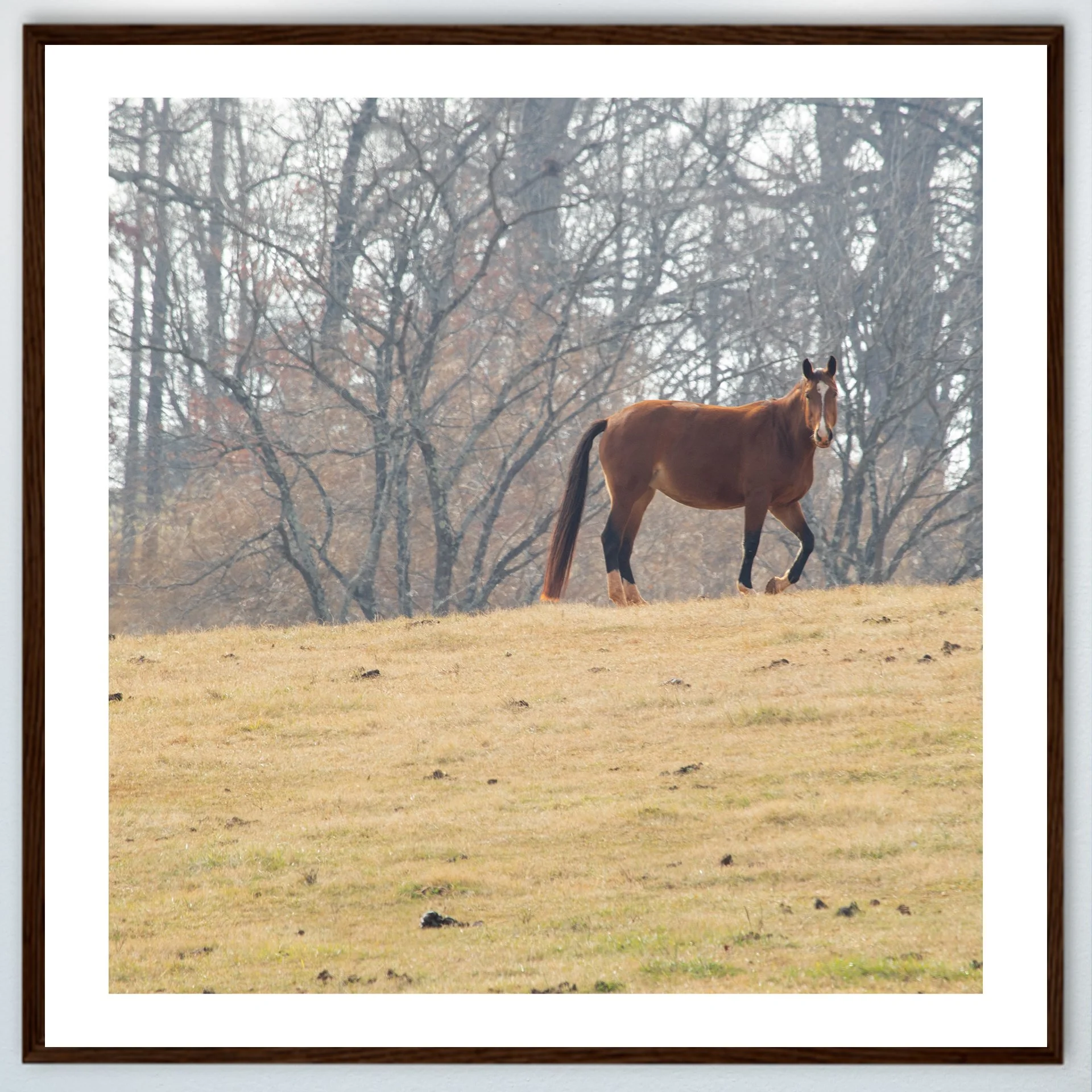 1:1 Shenandoah Horse (Square)- Wood w: Border.jpg