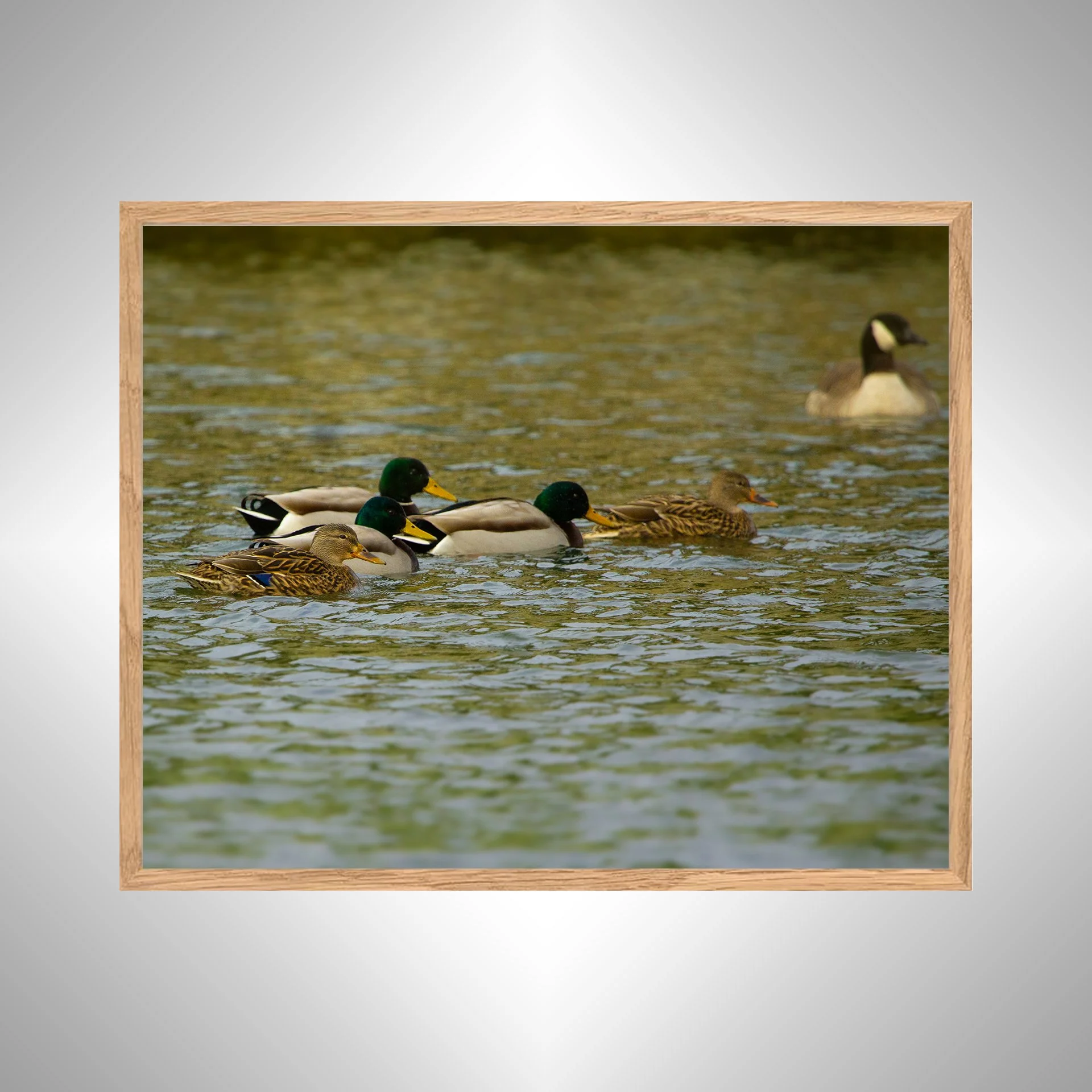1:1 Duck Gathering at the Hermitage Museum- White Wood copy NATTY.jpg