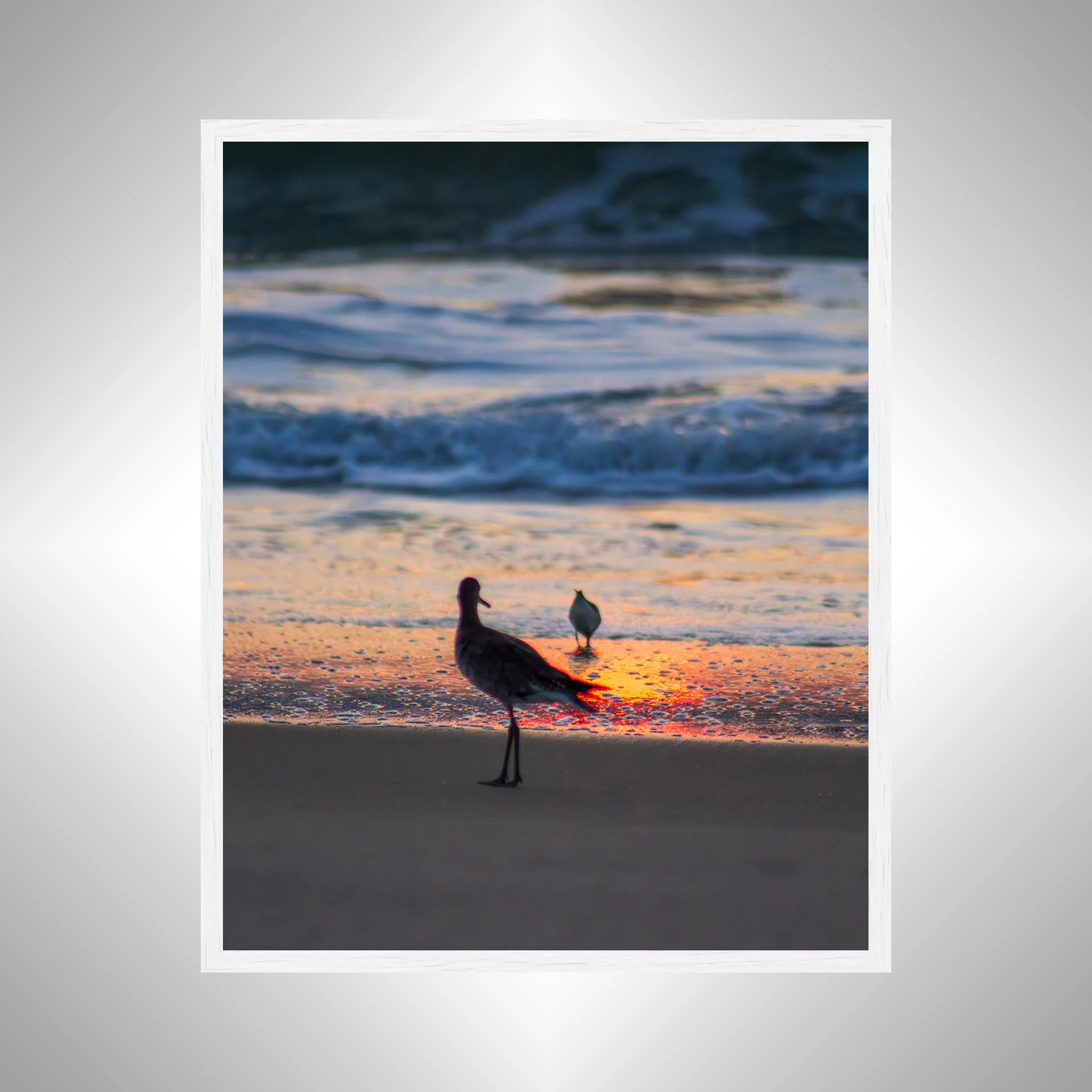 1:1 Willets at Sunrise- White.jpg