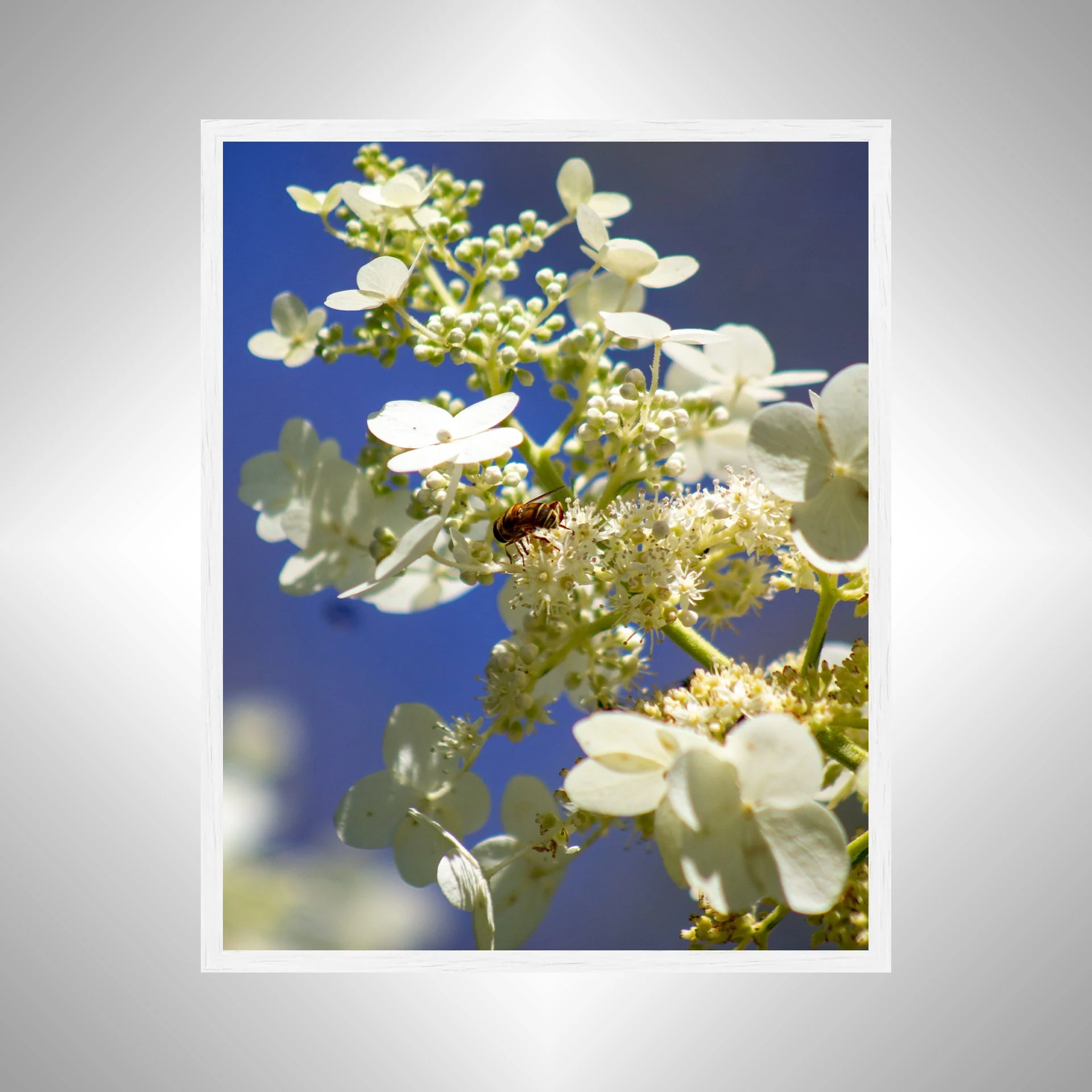 1:1 Pollinator in Sun- White.jpg