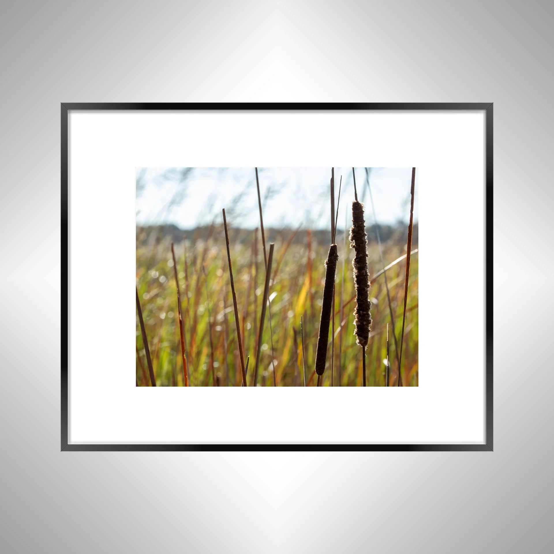 1:1 Back Bay Cattails- Black Metal w: Border.jpg