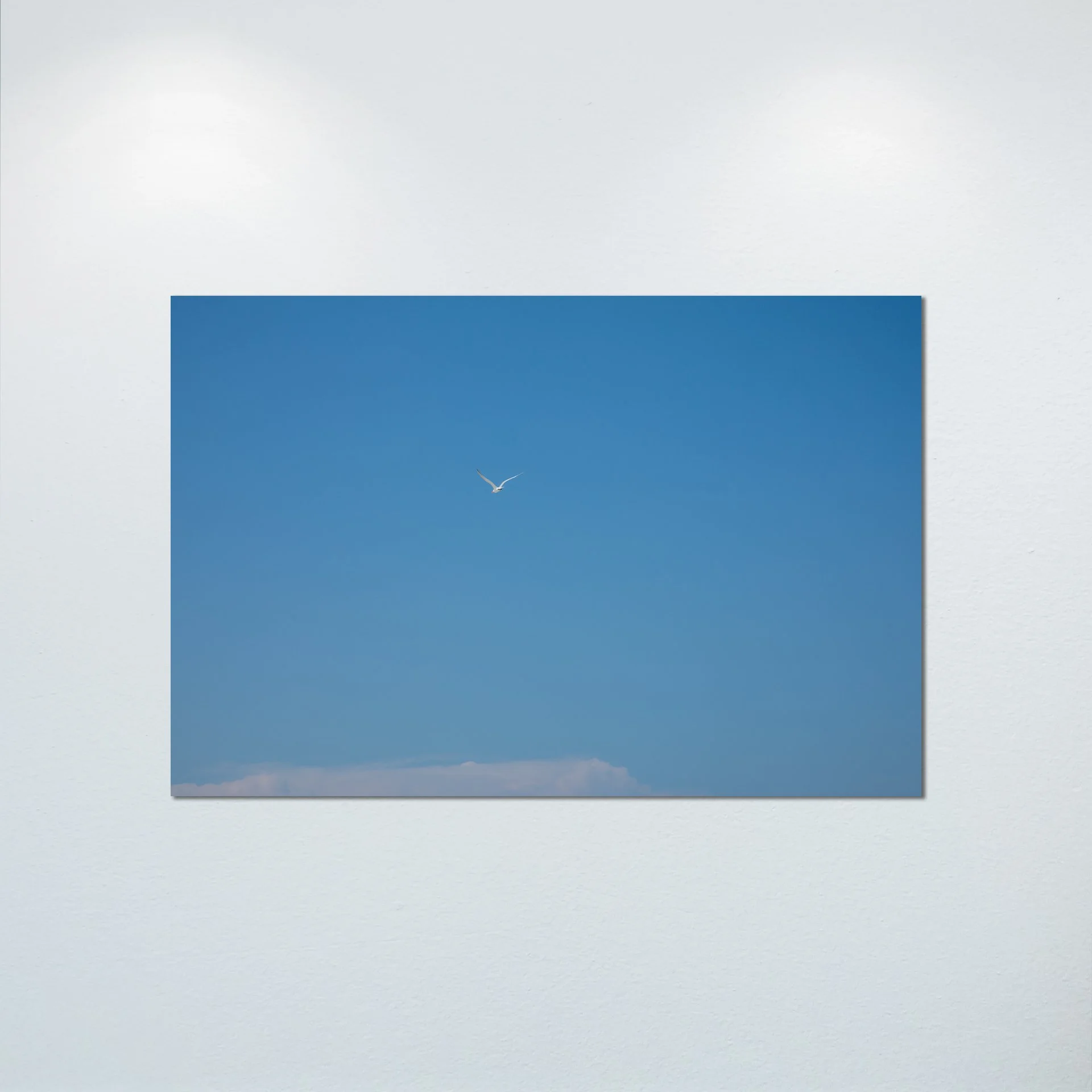 1/10 Seagull Flying Away