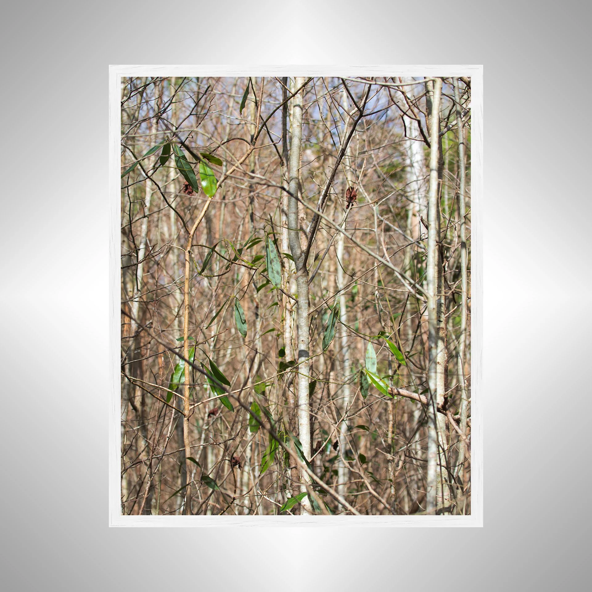 1:10 Hermitage Foliage- White.jpg
