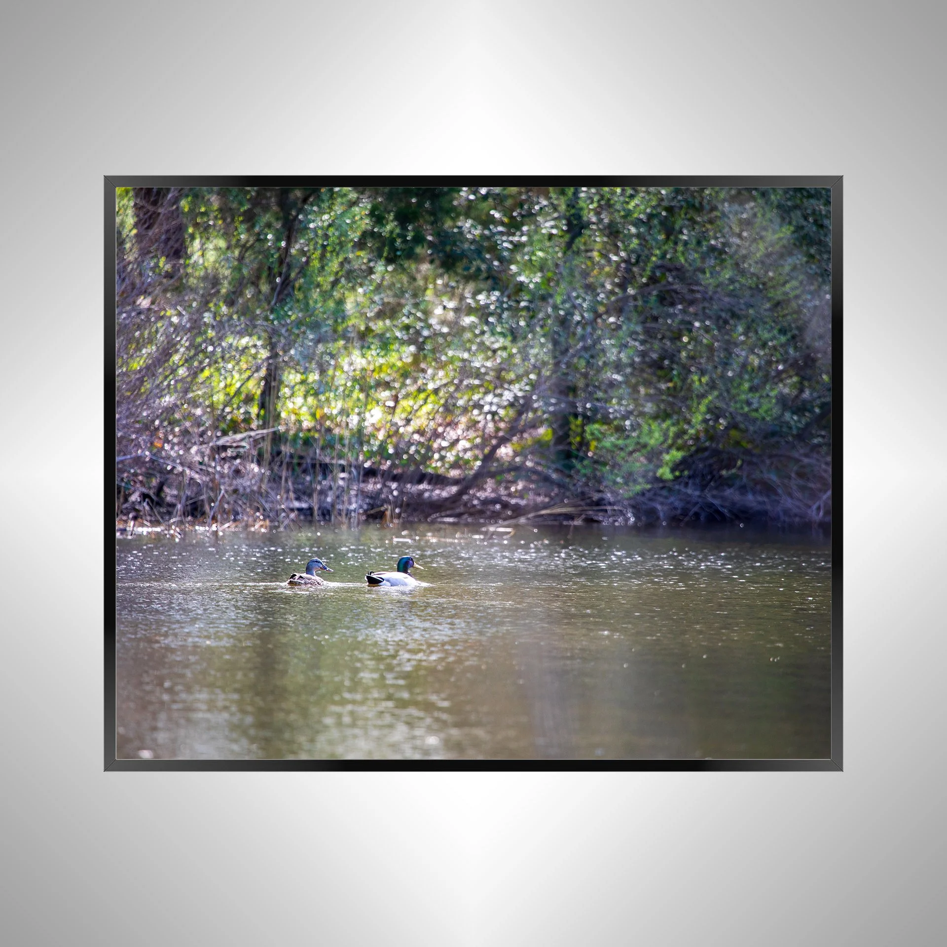 1/10 Duck Couple at First Landing Statepark