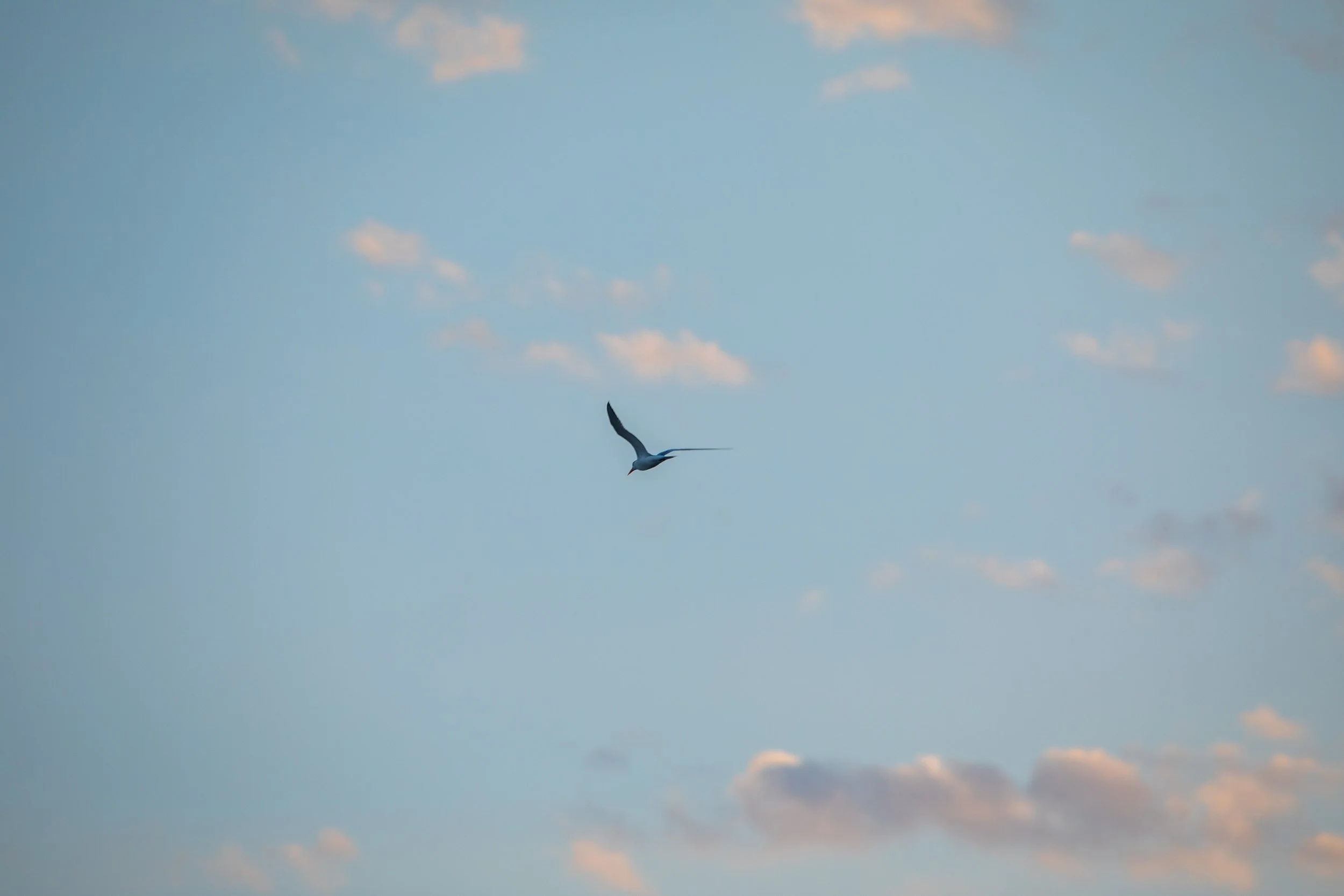 1:1 Seagull + Pink Clouds.jpg