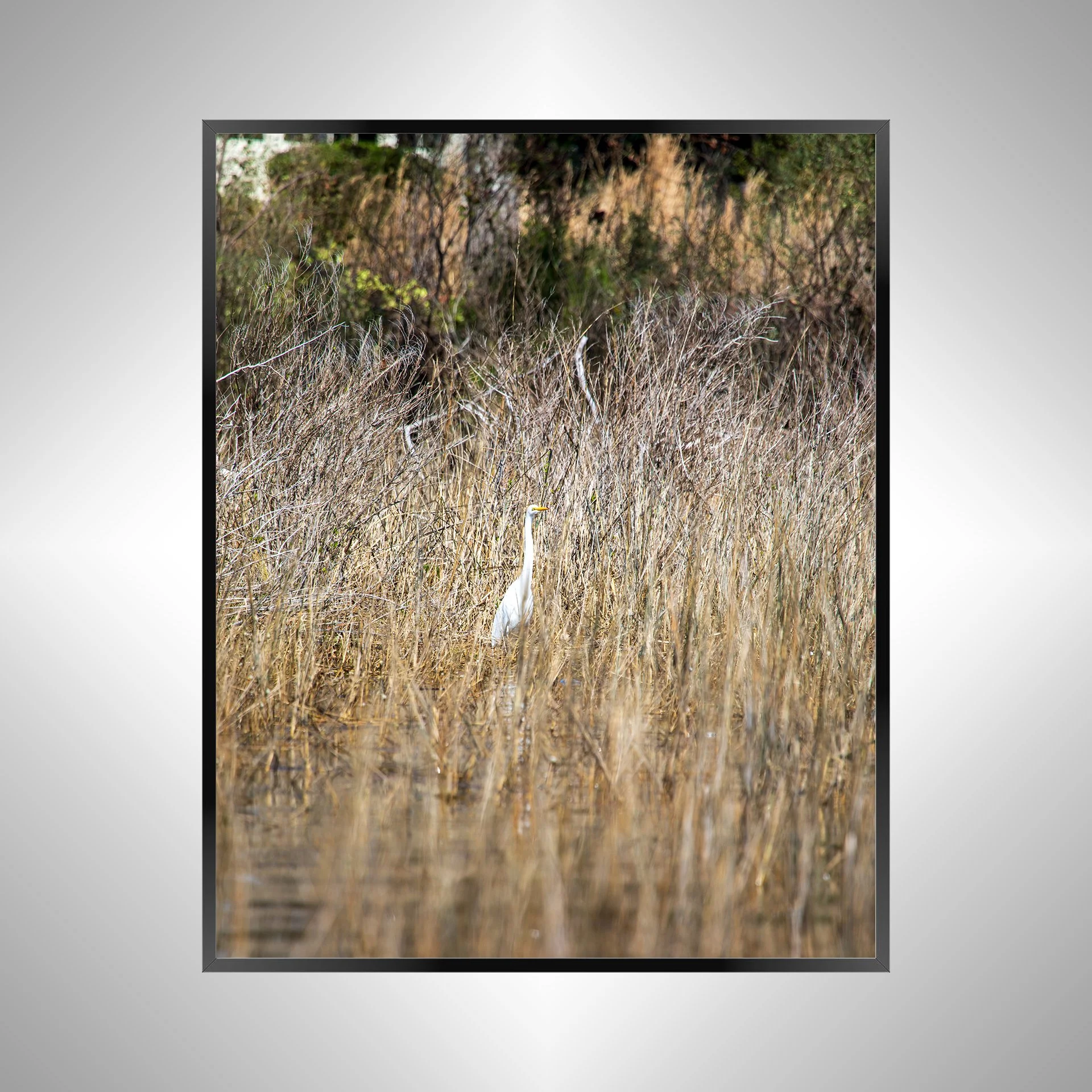 1/1 Wading Egret