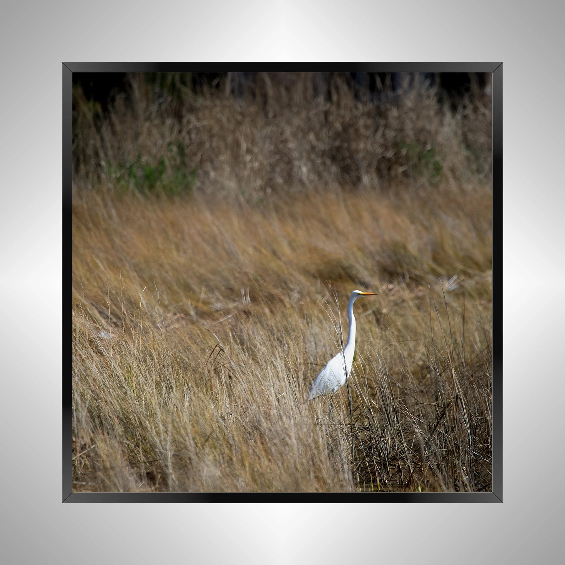 1/10 Sitting Egret