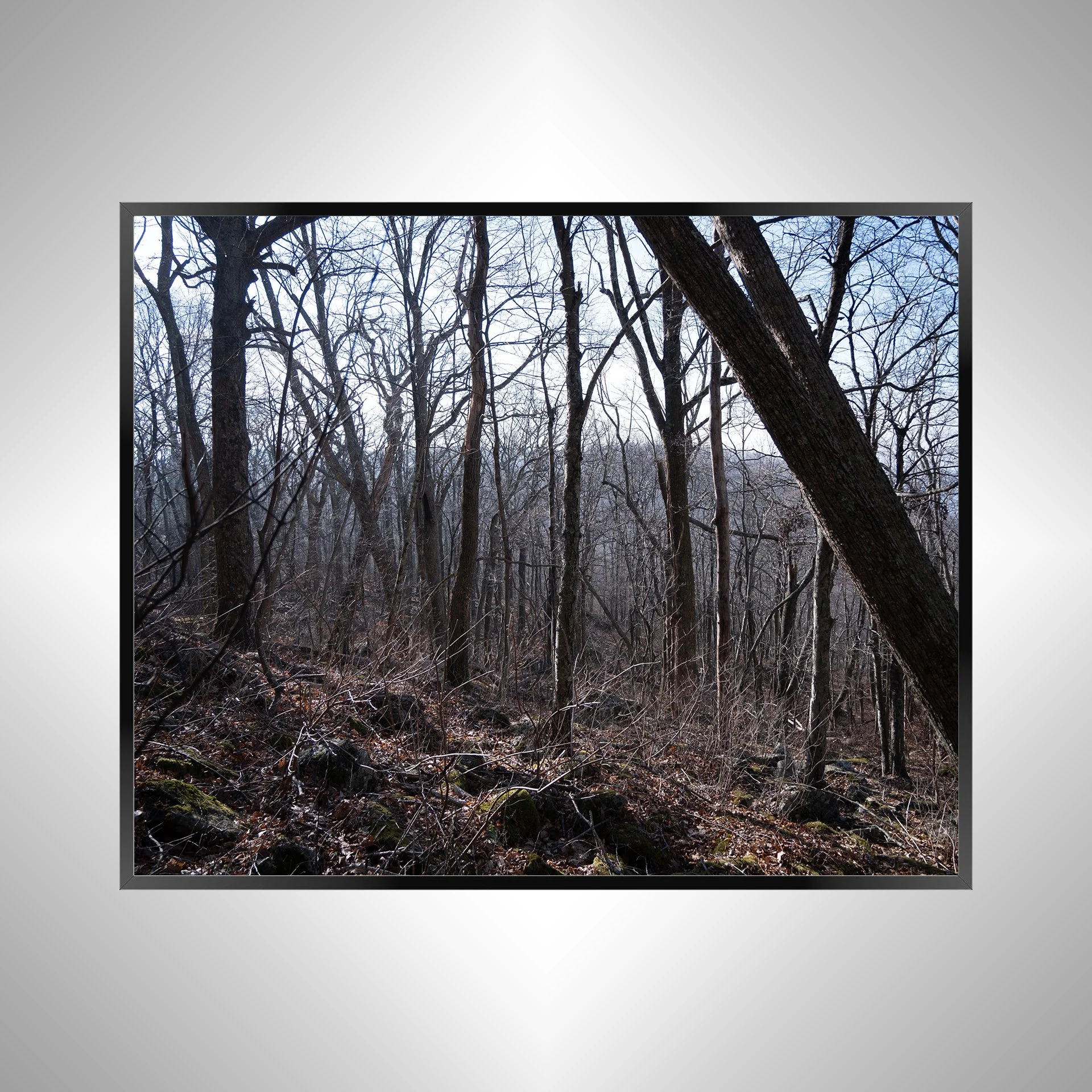 1/1 Shenandoah Trees