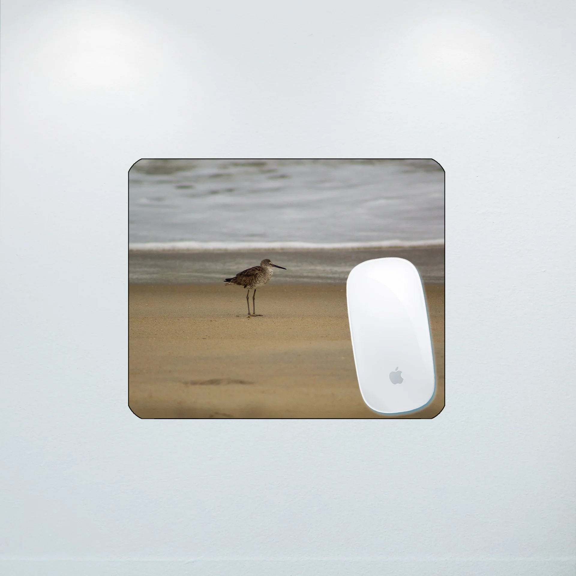 1:10 Willet on Beach- Mouse Pad.jpg