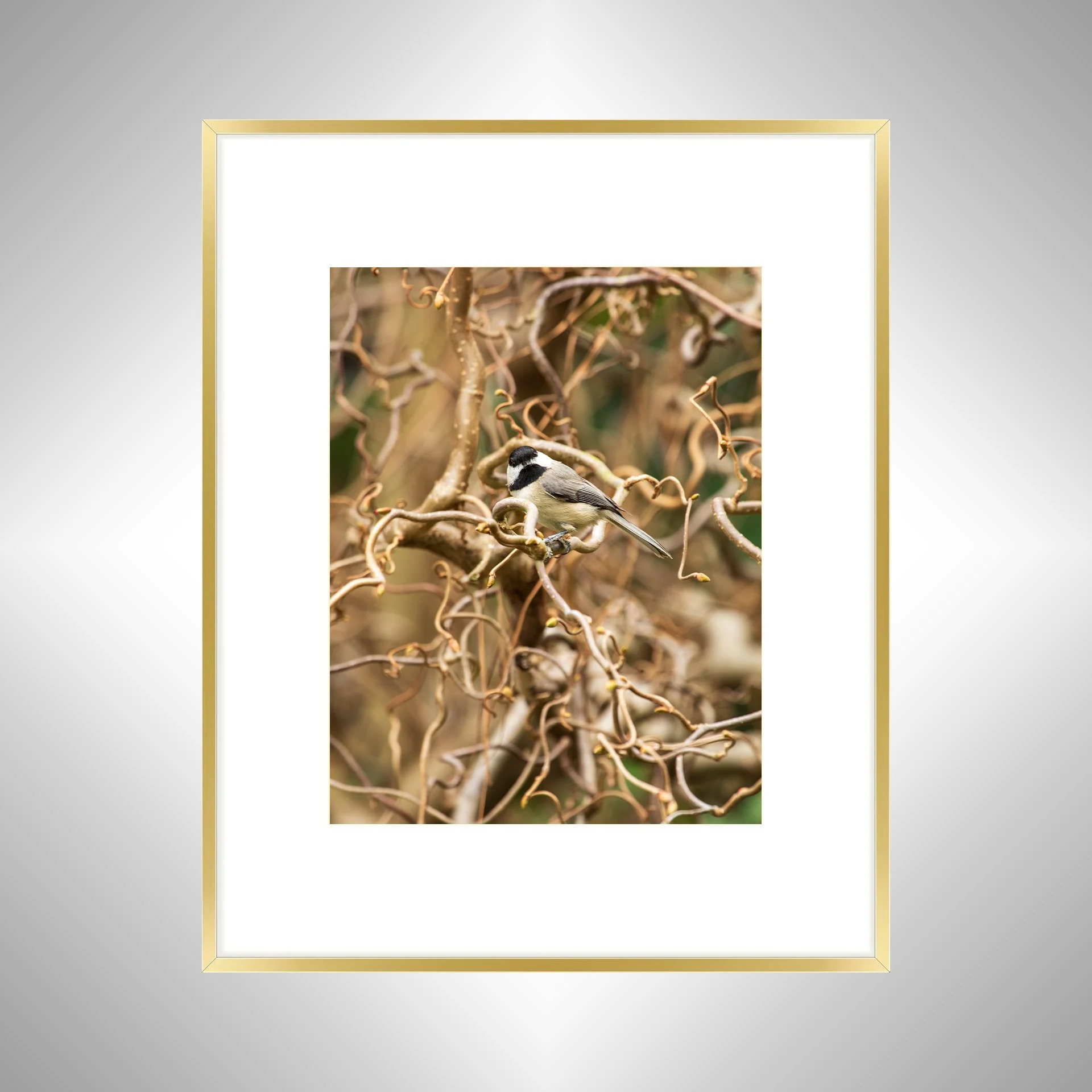 1:1 Carolina Chickadee Staredown- Gold Metal w: Border.jpg