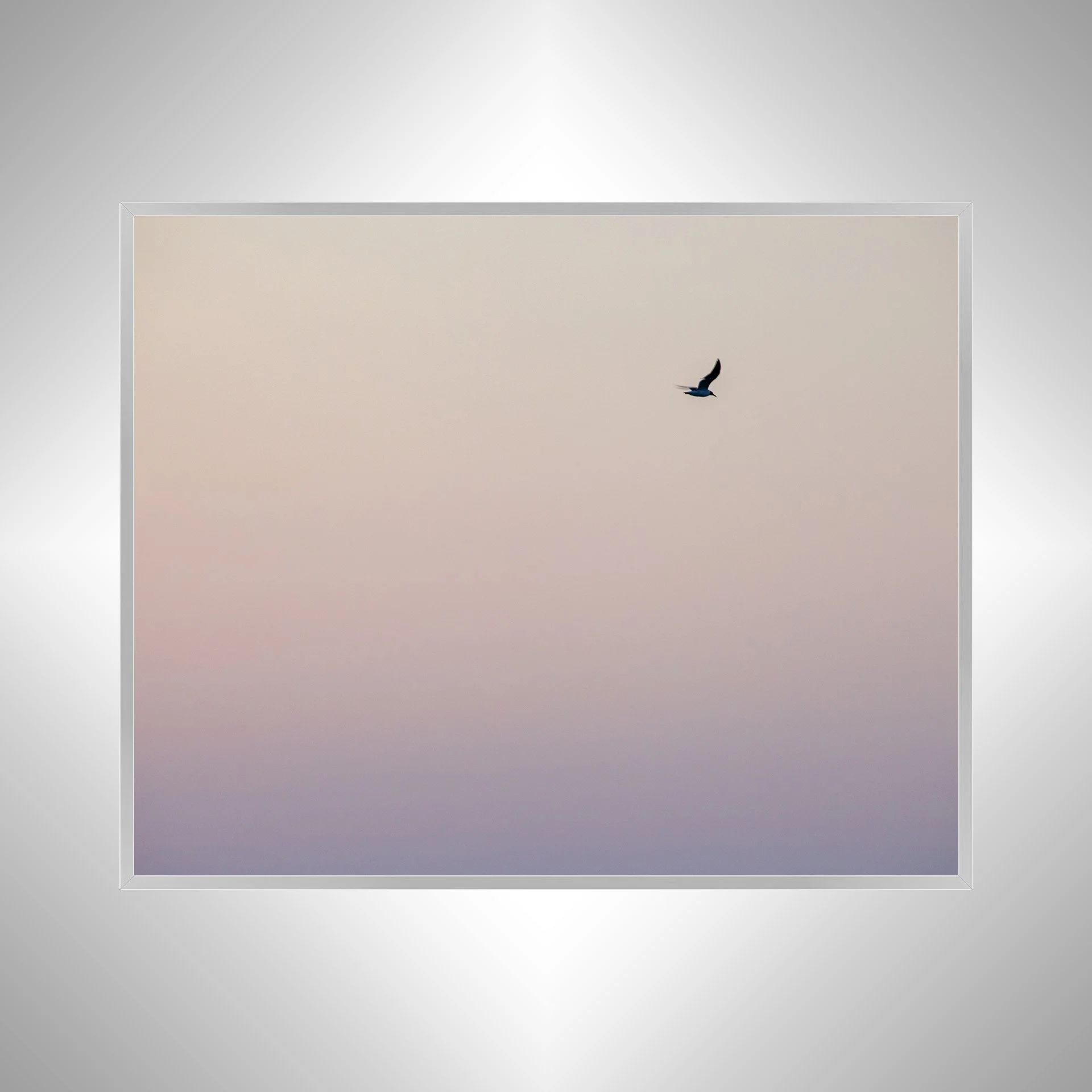 1:1 Seagull Flying on Pink Gradient- Silver.jpg