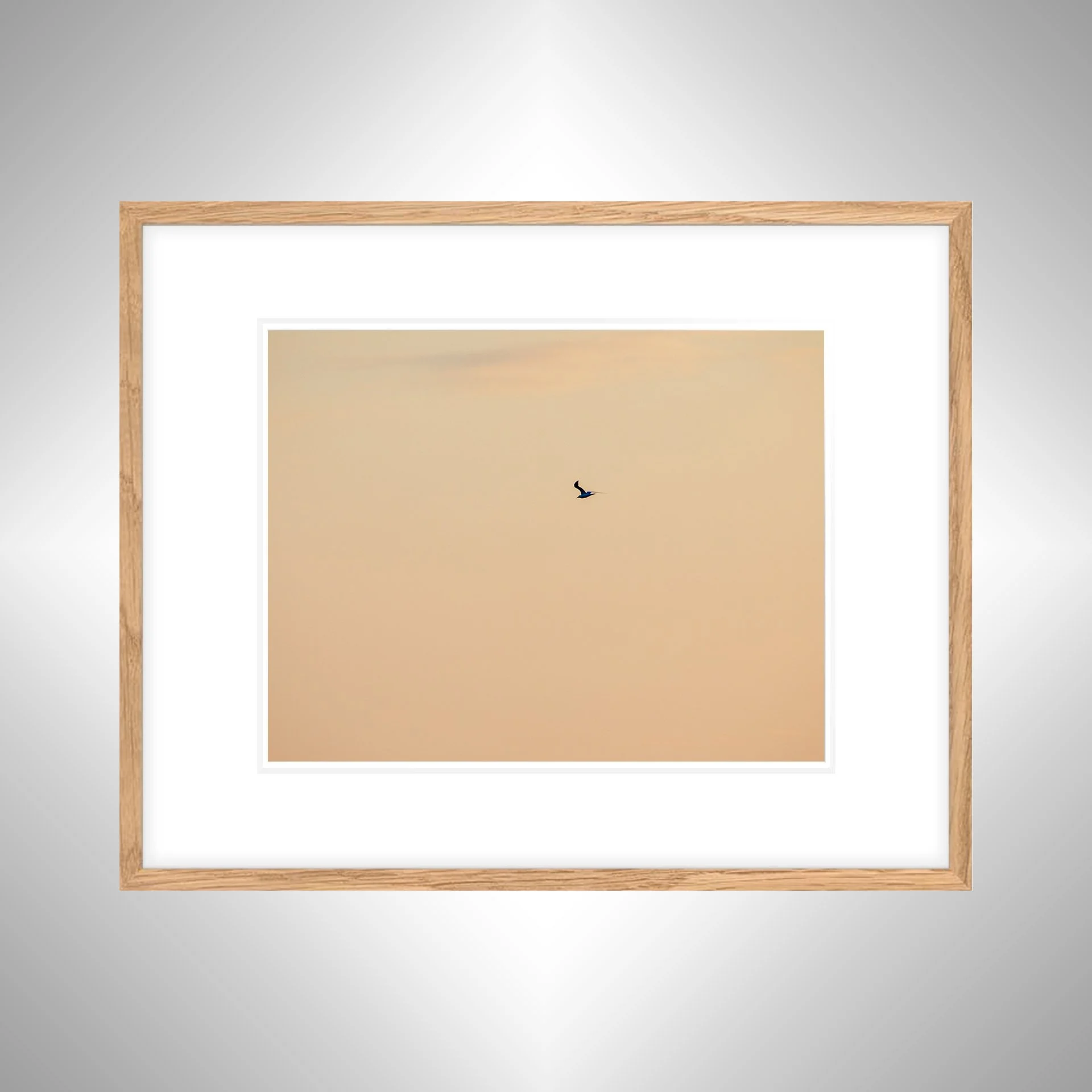1:1 Orange Seagull- White w: Border copy NATTY.jpg