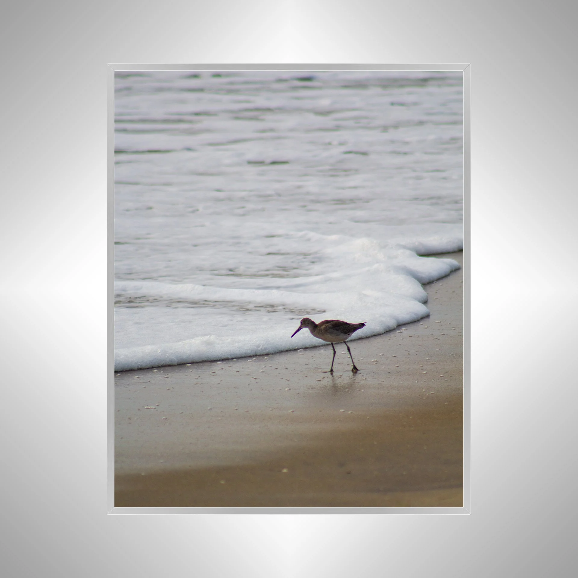 1:10 Willet at Beach Searching-s.jpg
