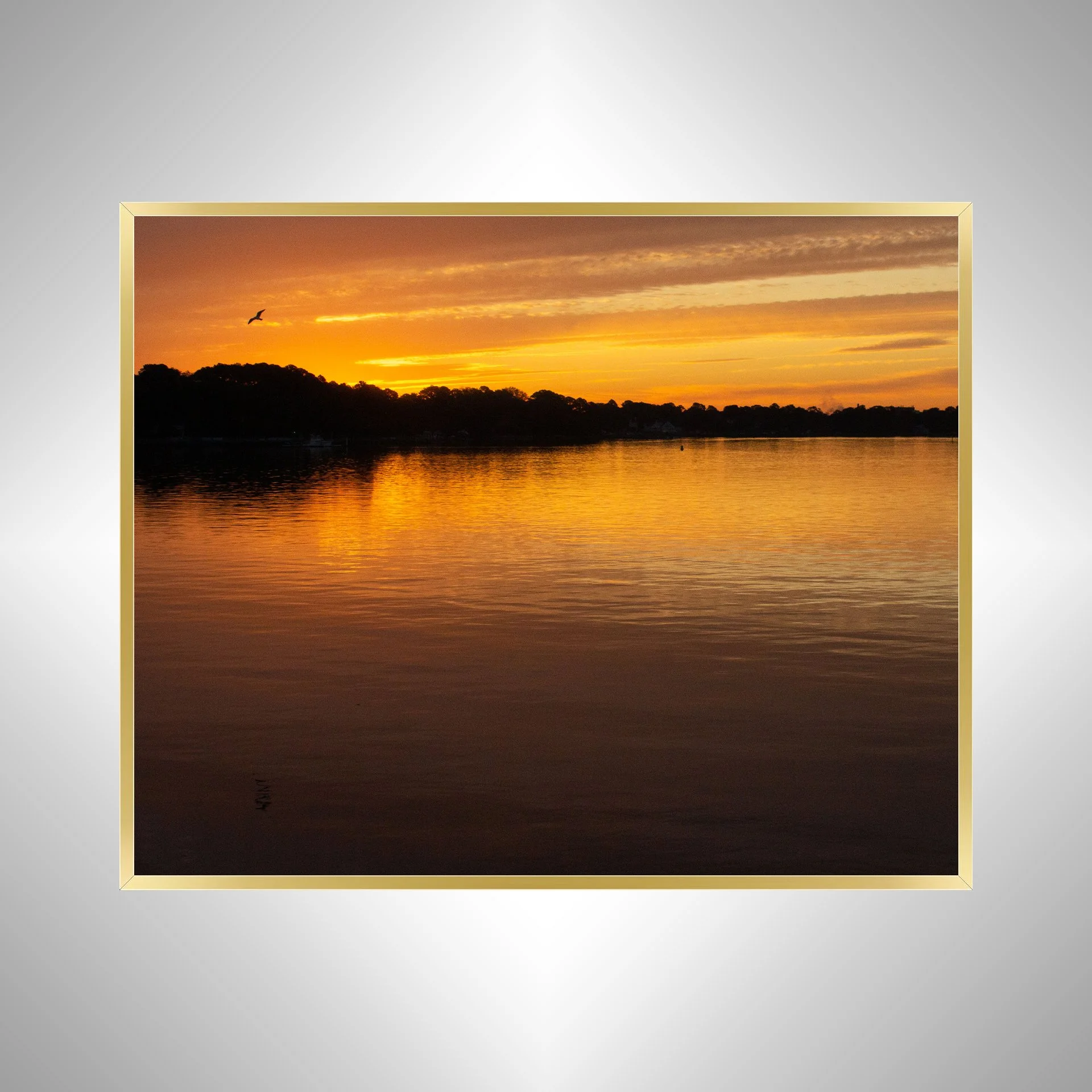 1:10 Seagull at Sunrise on the Lafayette River- Gold.jpg