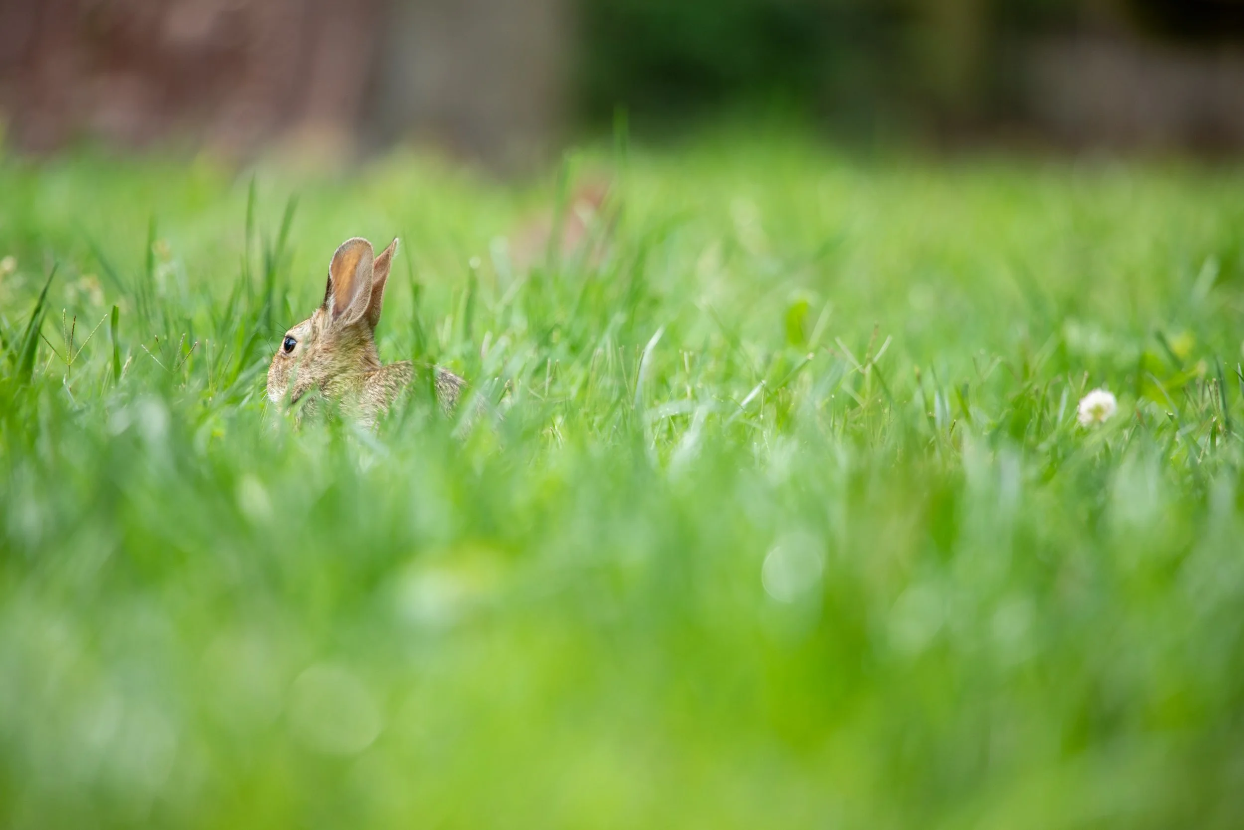 1:1 Rabbit in Grass.jpg