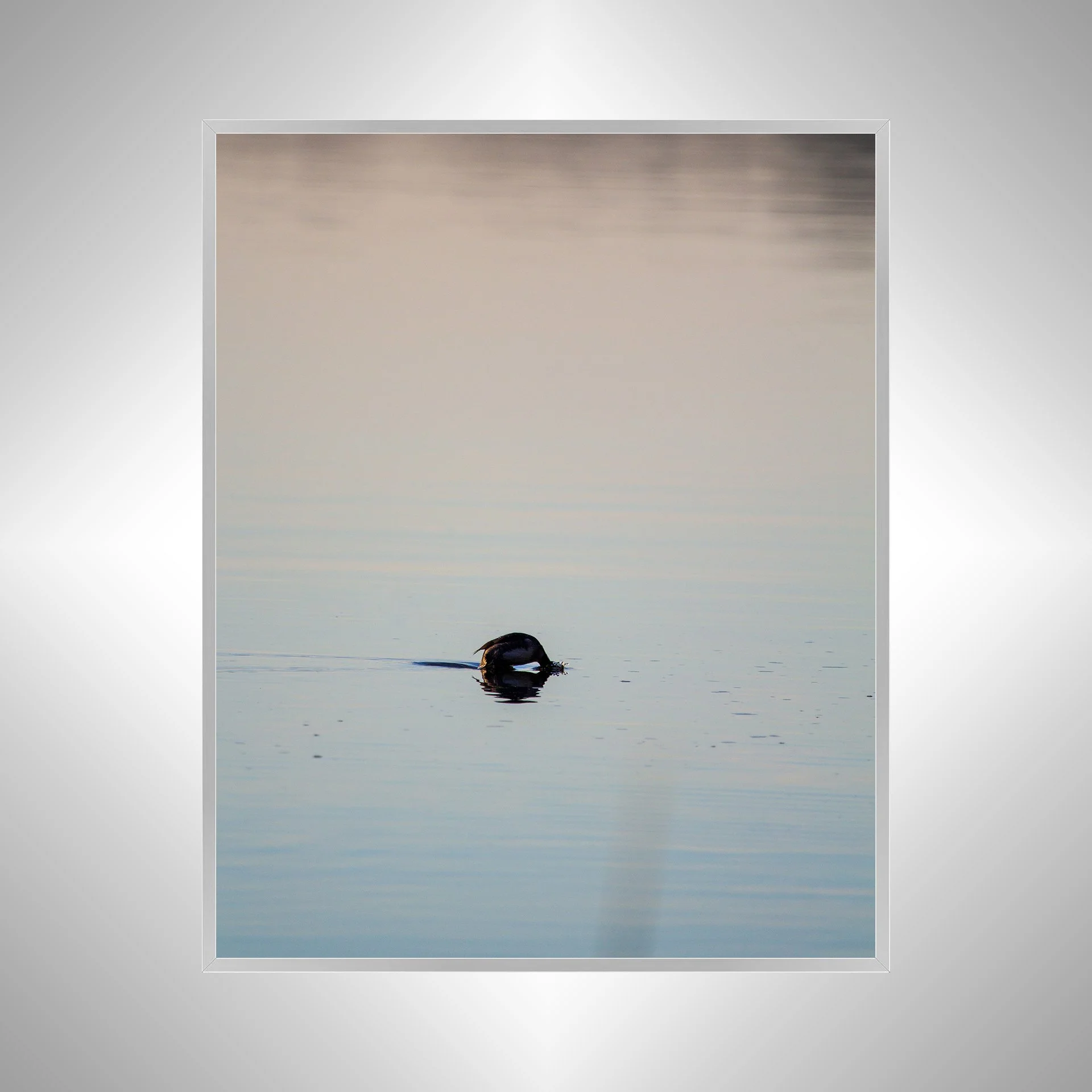 1:1 Bufflehead on Lafayette Diving- Silver Metal.jpg