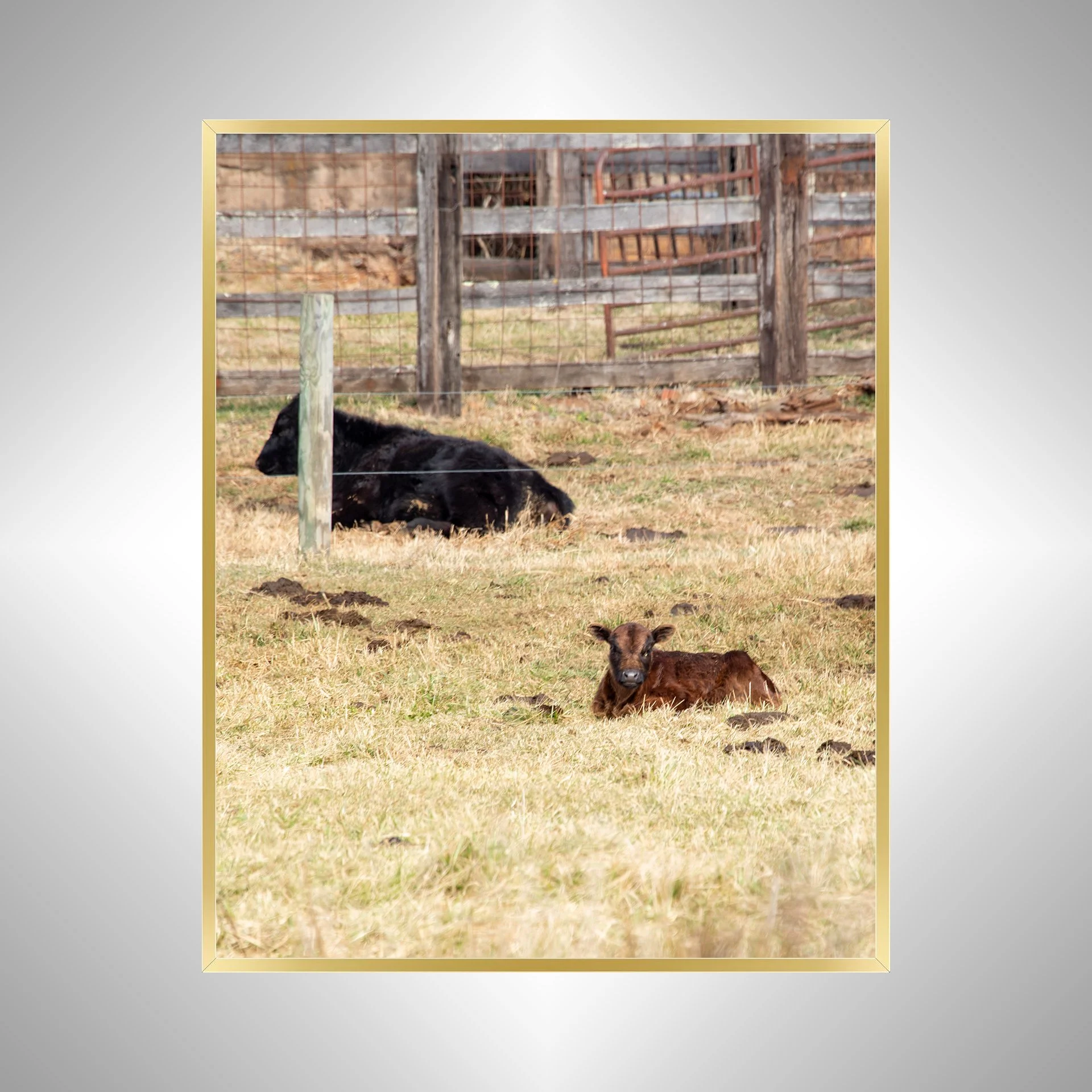 1:1 Calf Lying- Gold Metal.jpg