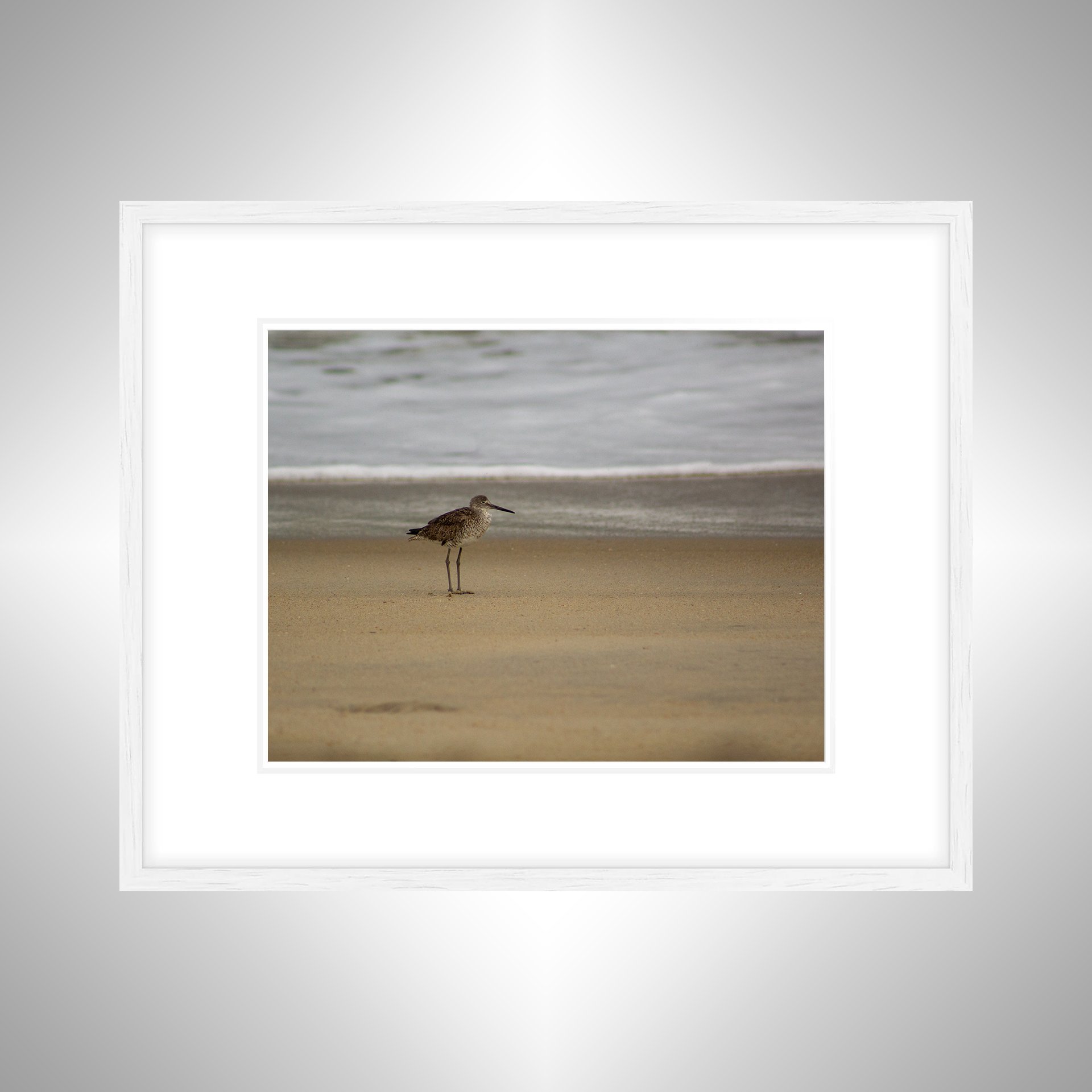 1:10 Willet on Beach-wwb.jpg