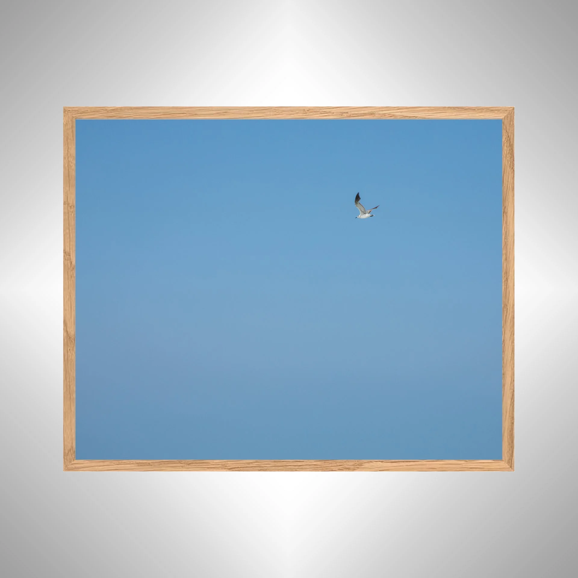 1:10 Blue Sky Seagull- White copy NATTY.jpg