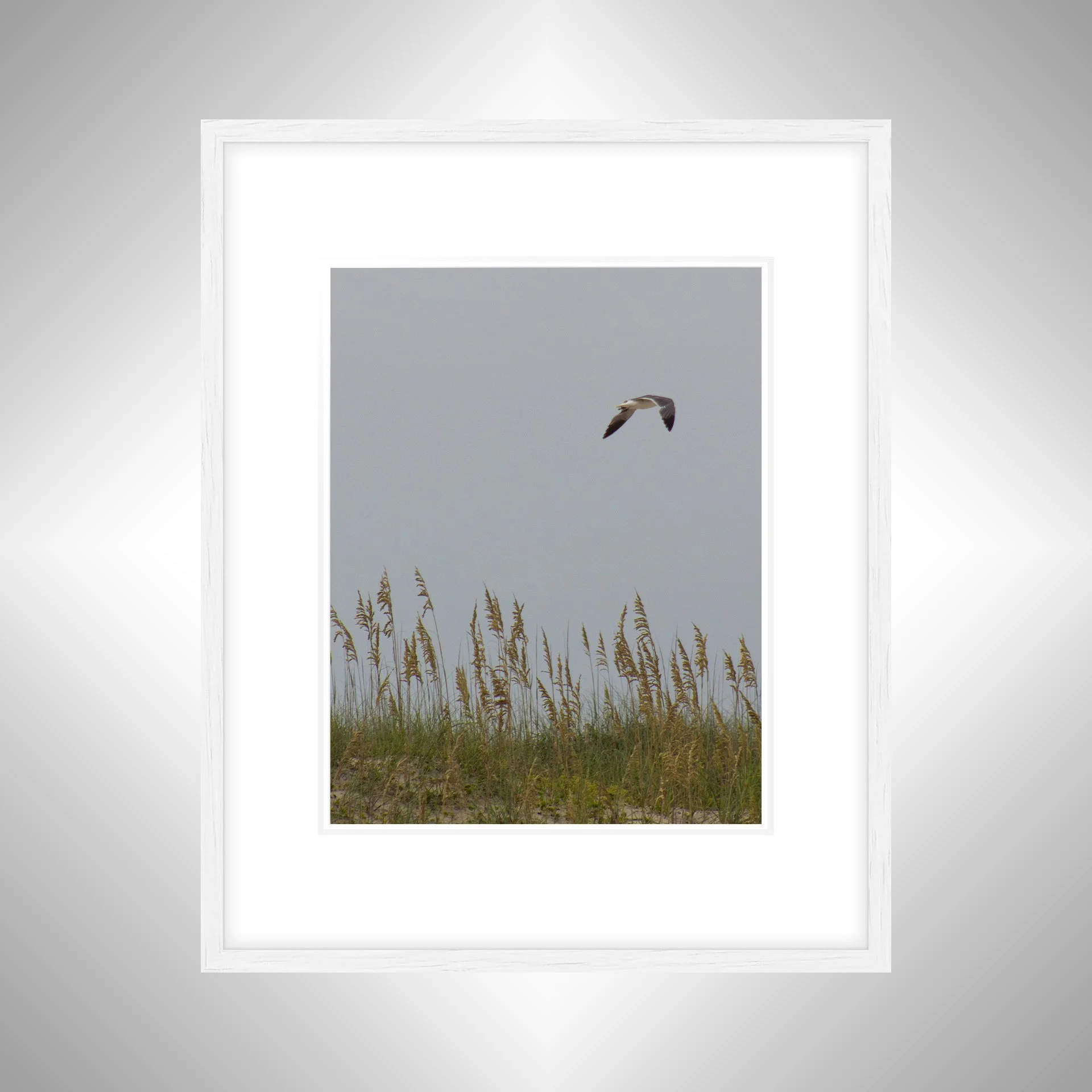 1:1 Seagull with Sea Oats- White w: Border.jpg