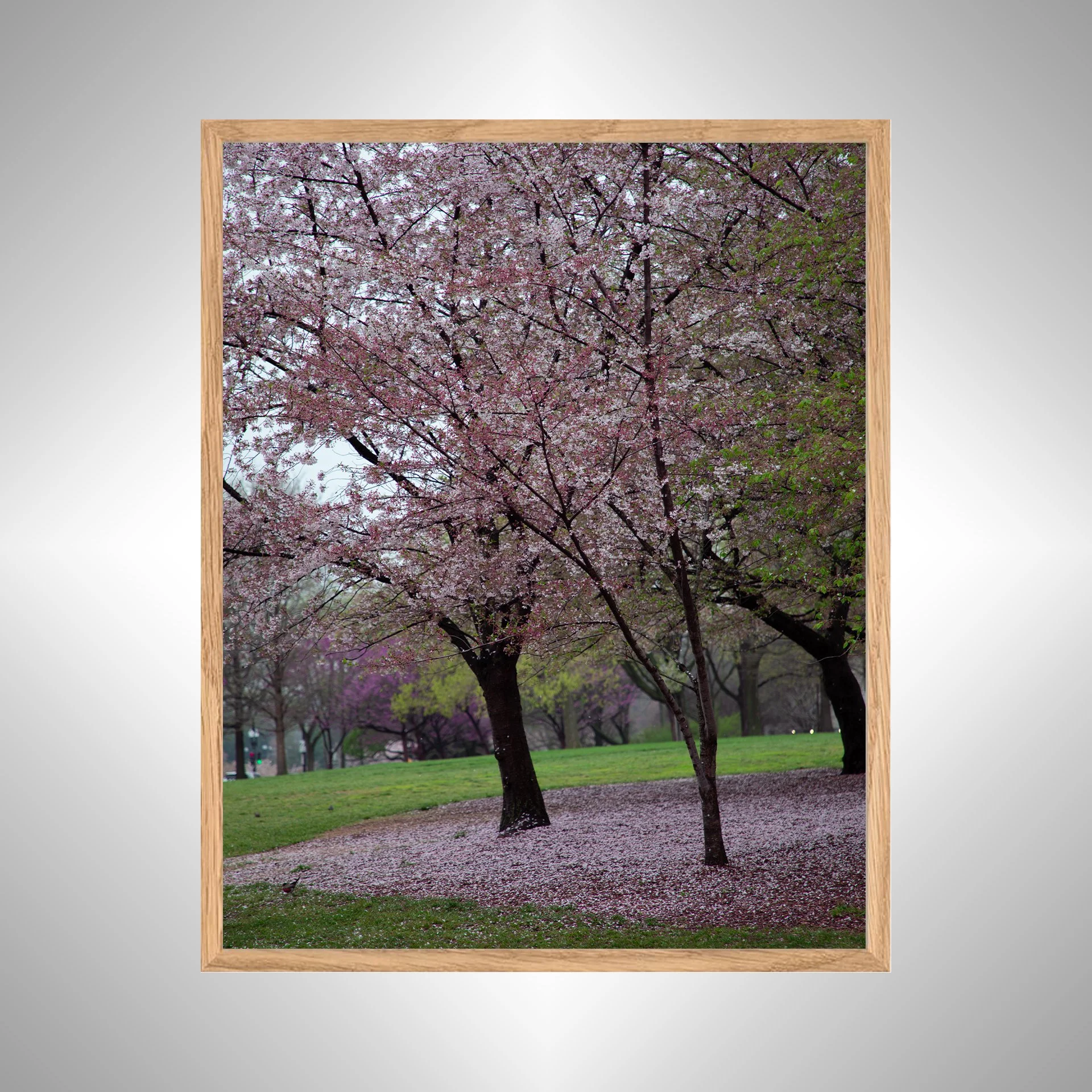 1:1 Fallen Cherry Blossoms- White Wood copy NATTY.jpg