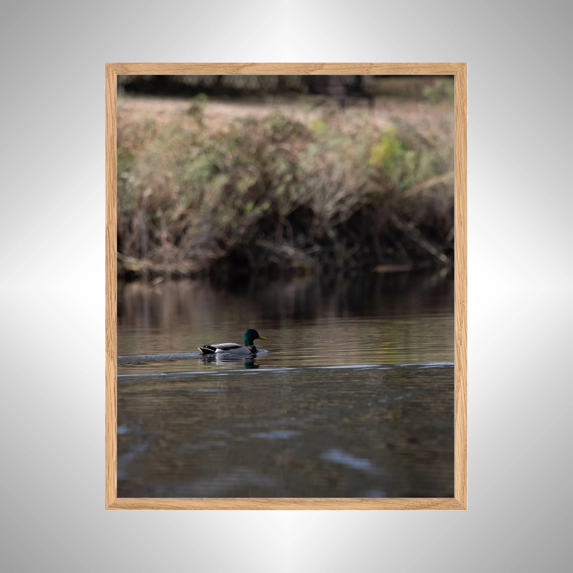 1:10 Duck at Seashore State Park- White copy NATTY.jpg
