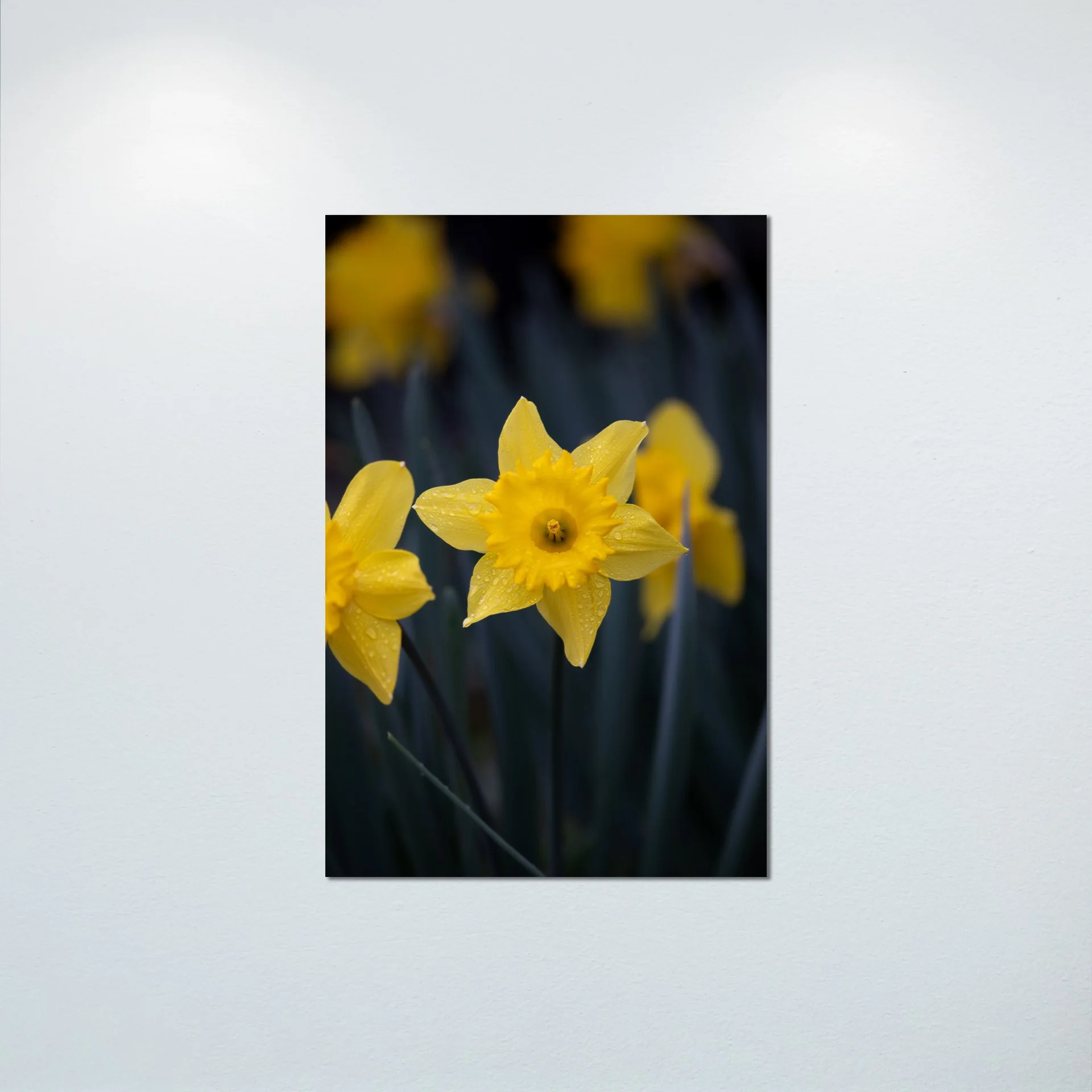 1:10 Yellow King Alfred Daffodil Narcissus- Poster & Canvas.jpg