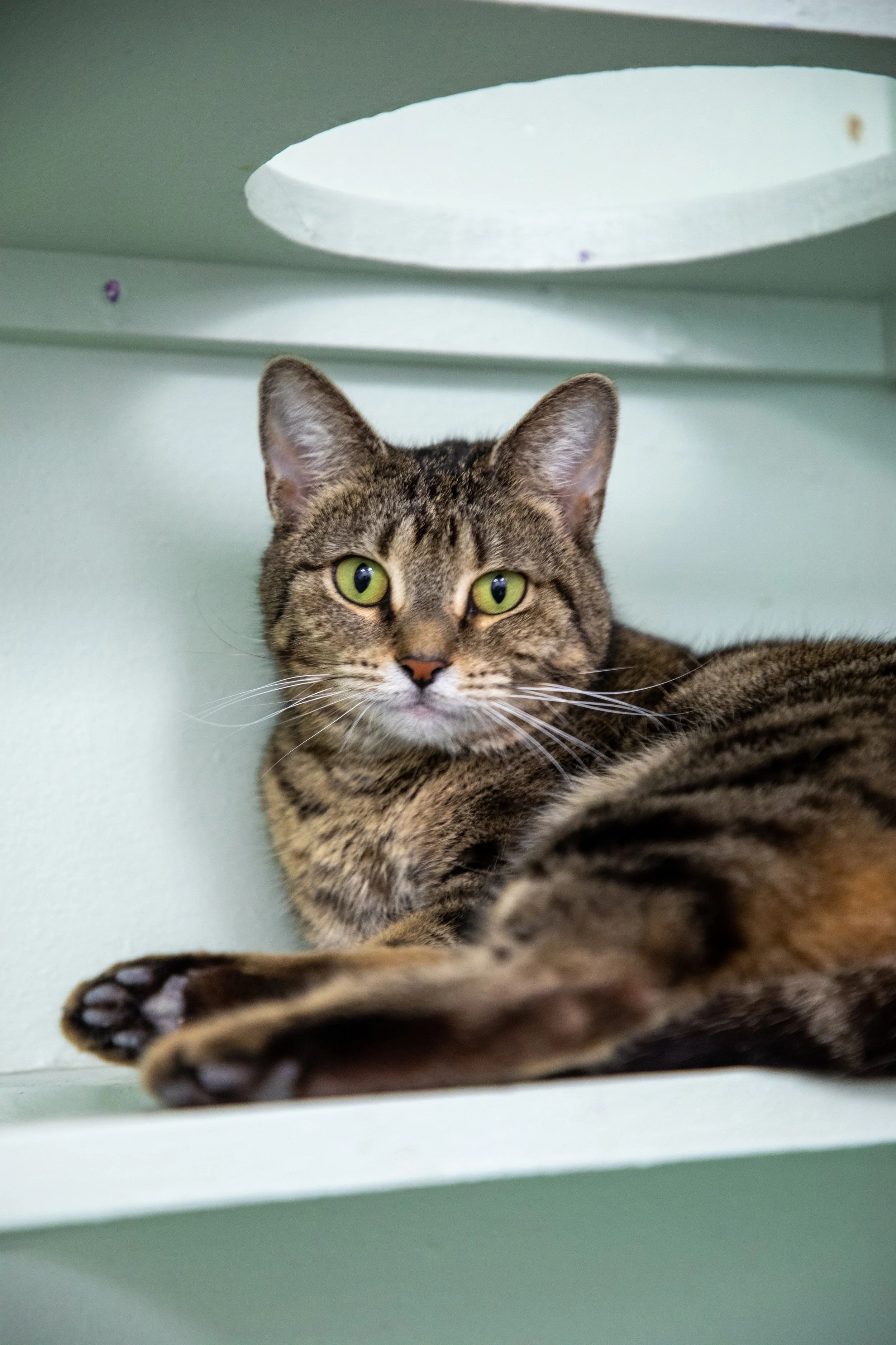 Will Locke Pet Photography- Hope For Life 12_28_2025 40.jpg