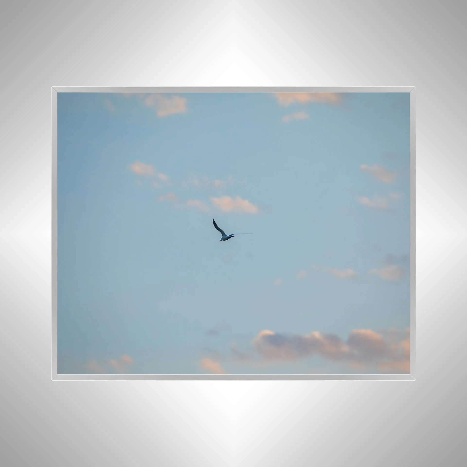 1:1 Seagull + Pink Clouds- Silver.jpg