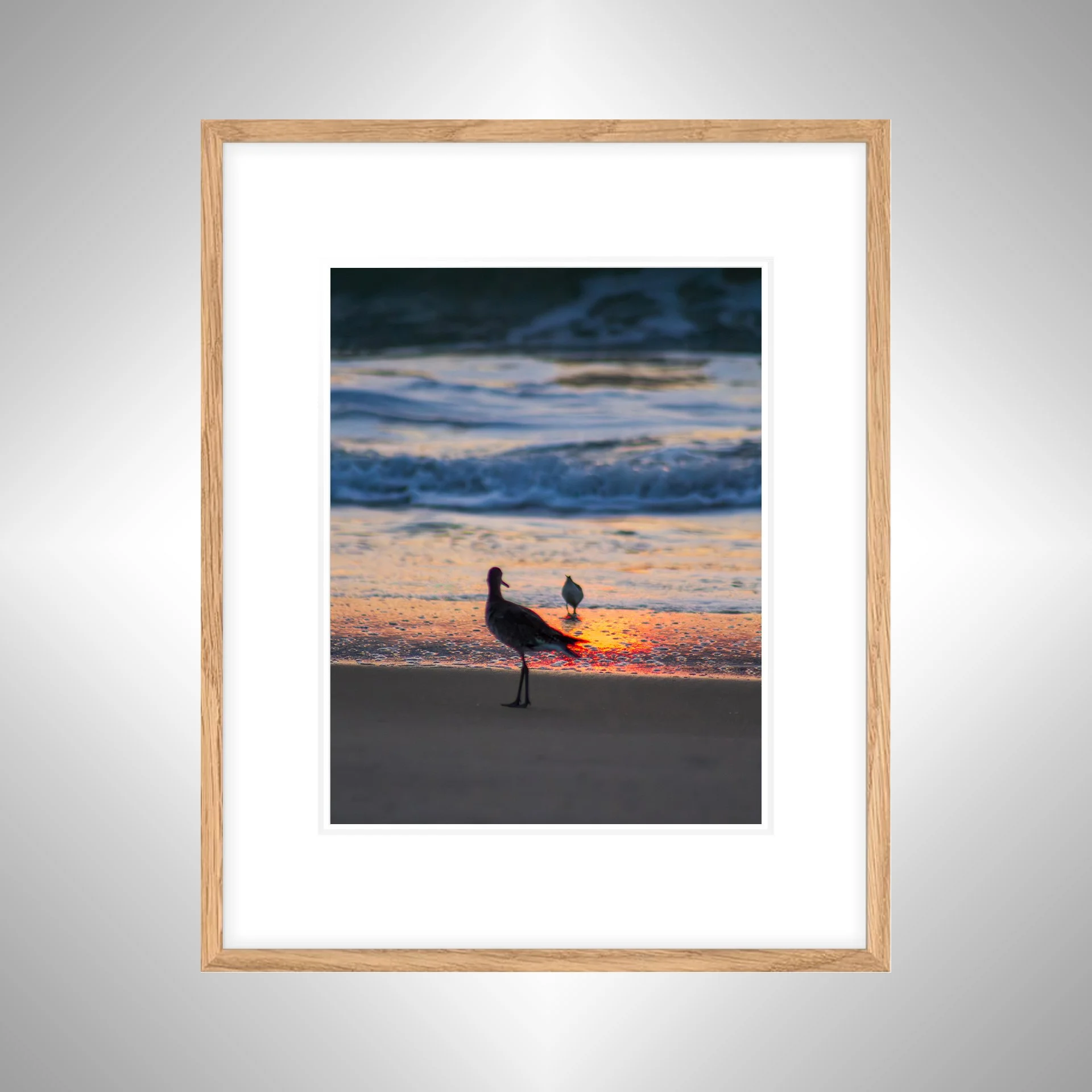 1:1 Willets at Sunrise- White w: Border copy NATTY.jpg