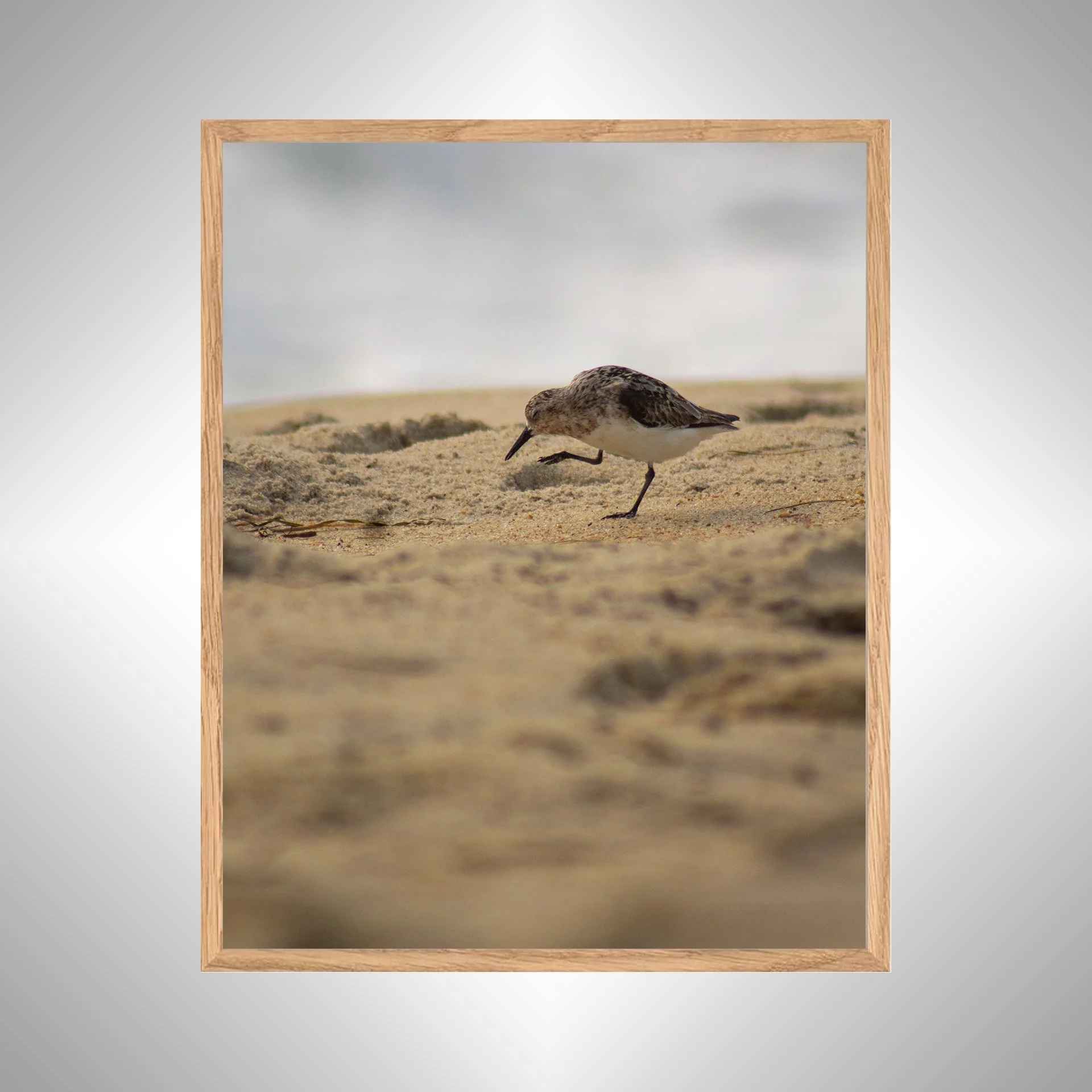 1:1 Rodanthe Sanderling Itching- White copy NATTY.jpg