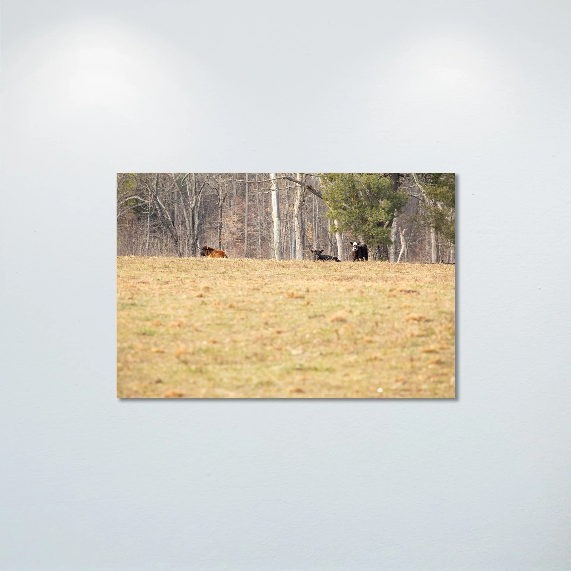 1:10 Cows on Shenandoah Hill- Poster & Canvas.jpg