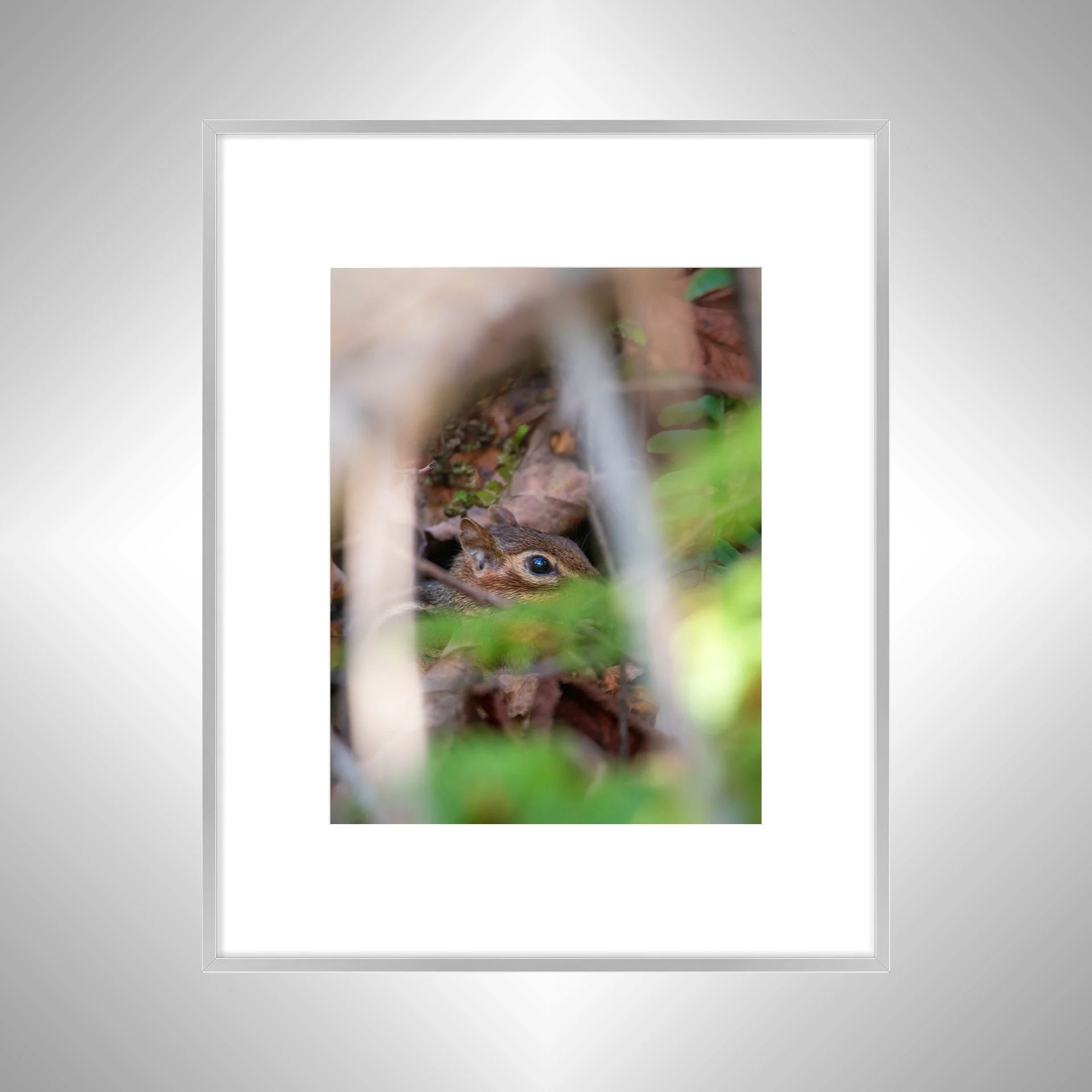 1:1 Shenandoah Mountain Chipmunk thru Foliage- Silver w: Border.jpg
