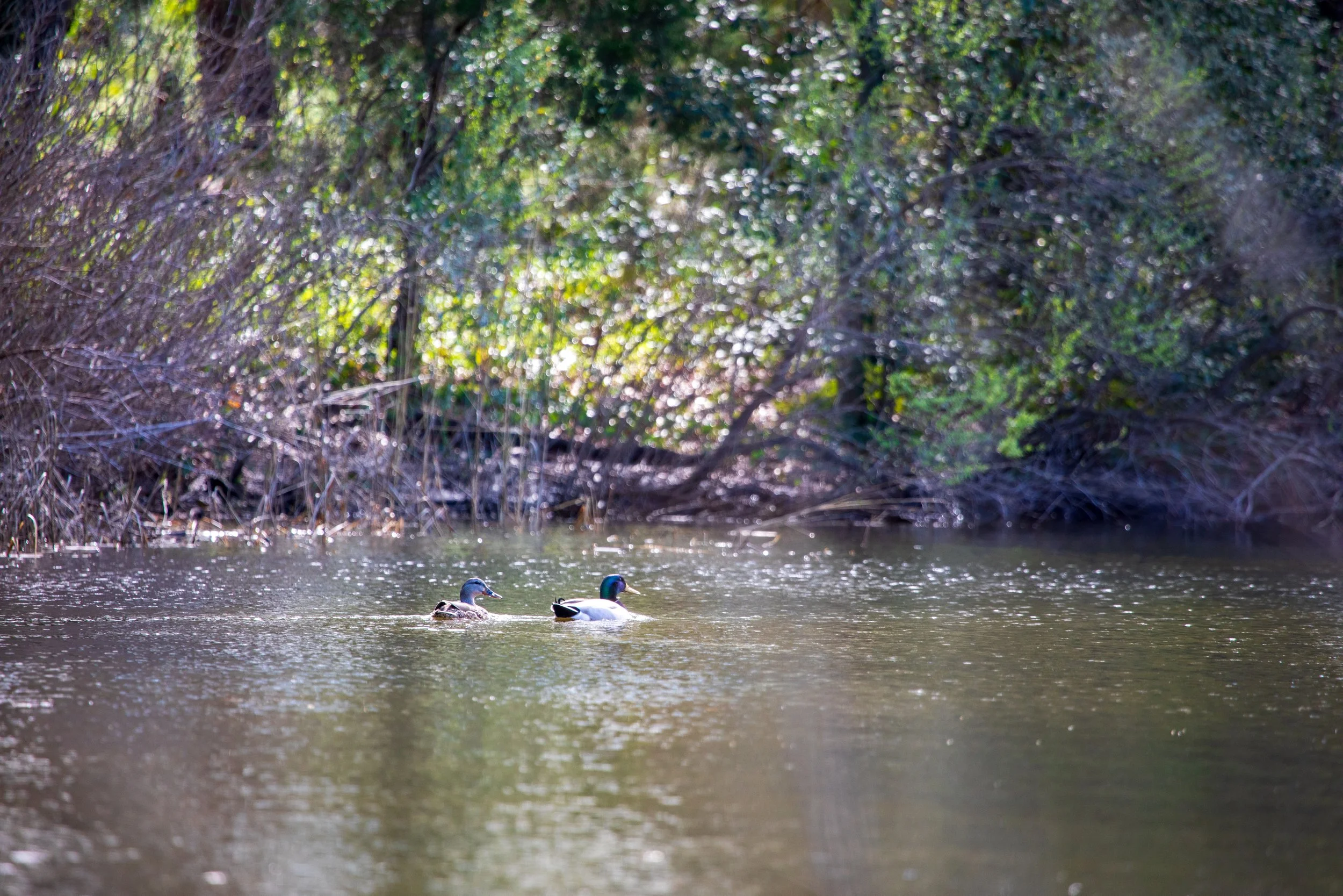 1:10 Duck Couple at First Landing Statepark.jpg