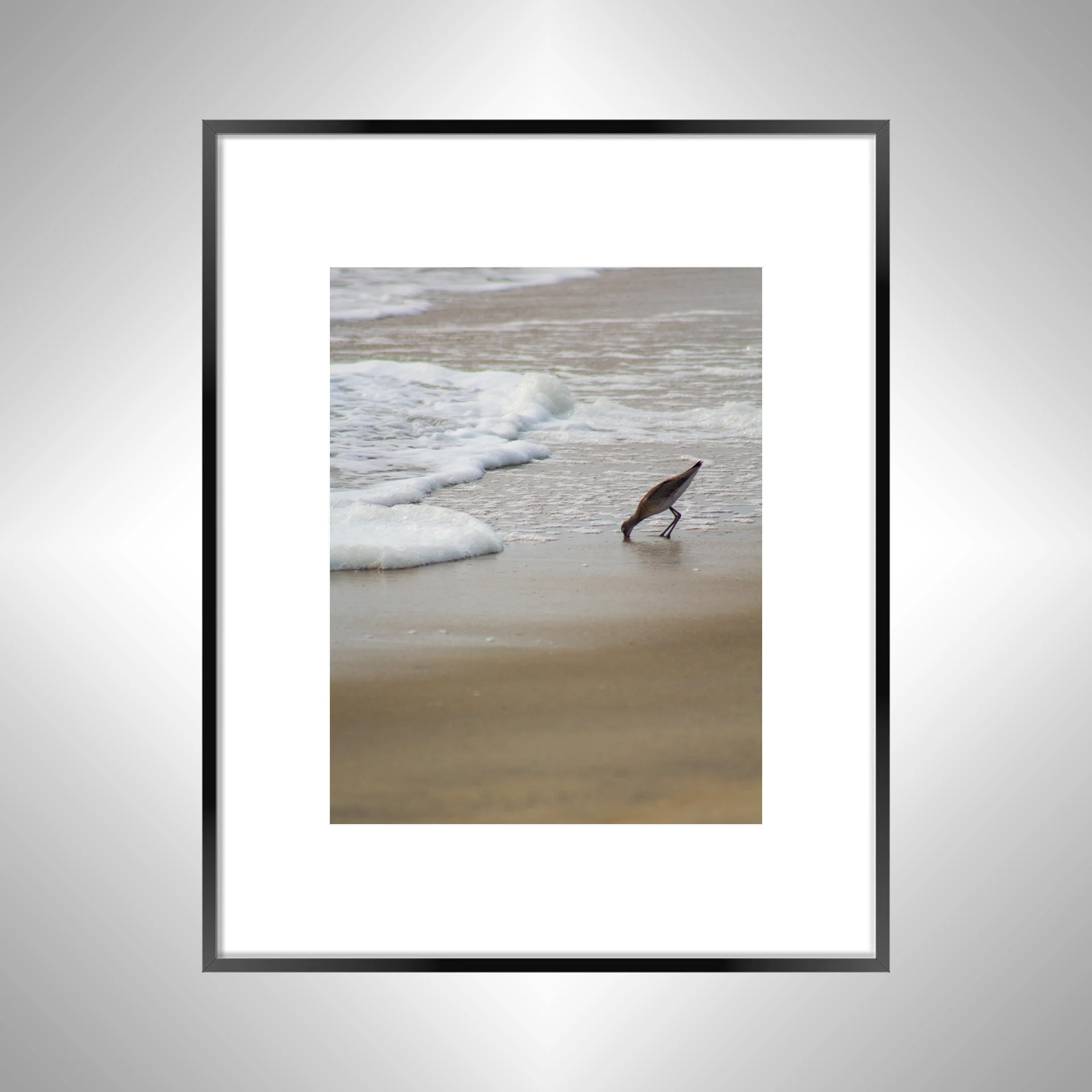 1:1 Willet at Beach Eating- Black w: Border.jpg