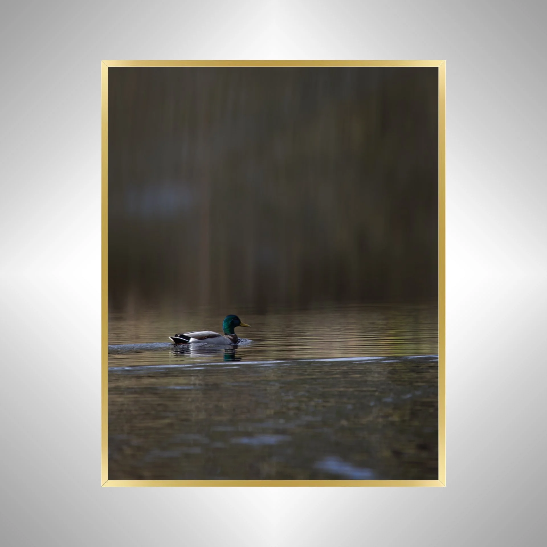 1:1 Duck at Seashore State Park Edit- Gold Metal.jpg