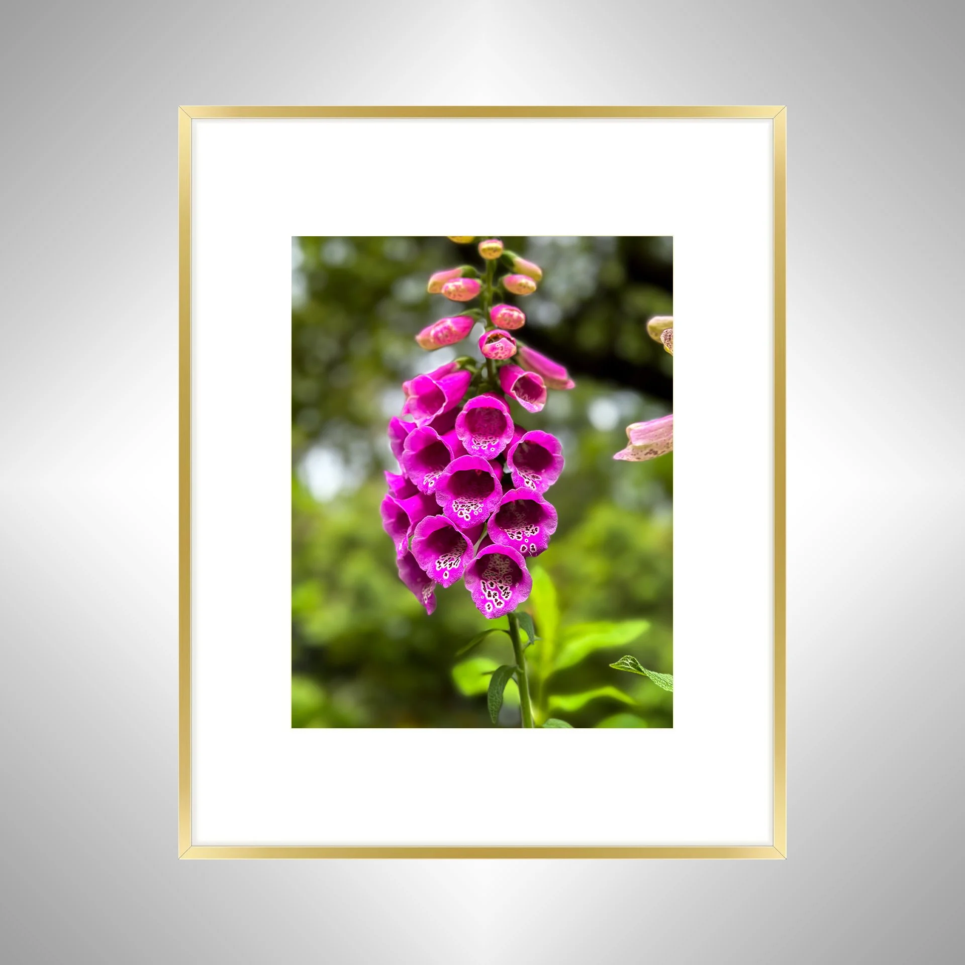 1:10 Pink Foxgloves at Hermitage- Gold w: Border.jpg