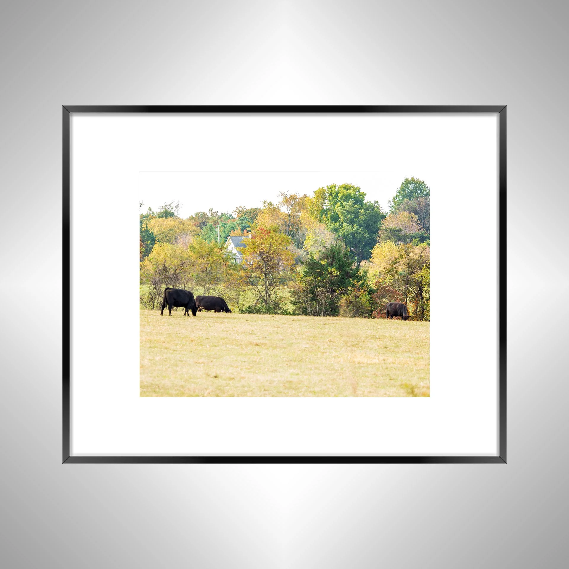 1:1 Shenandoah Grazers- Black w: Border.jpg