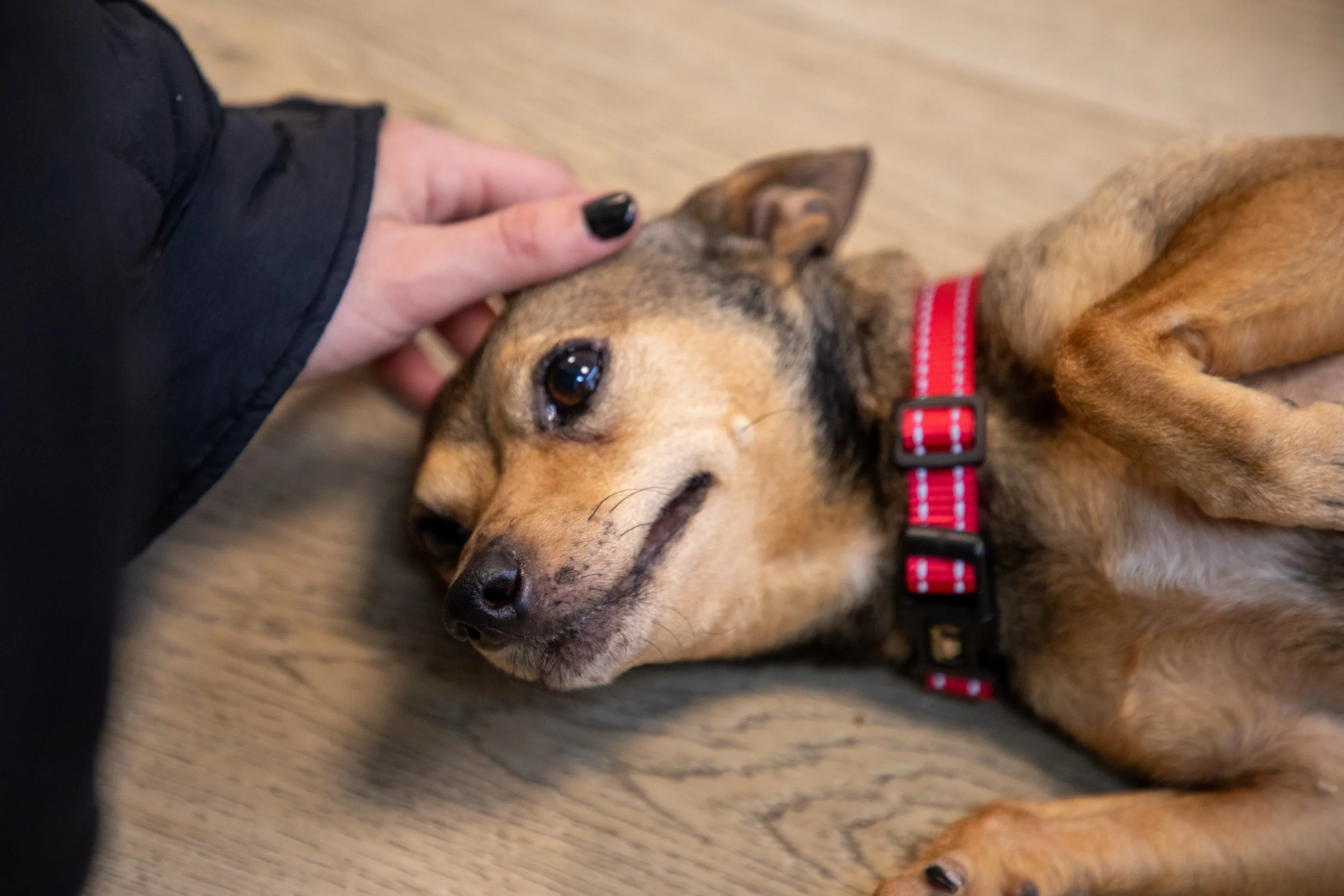 Will Locke Pet Photography- Hope For Life 12:28:2025 Chai6.jpg