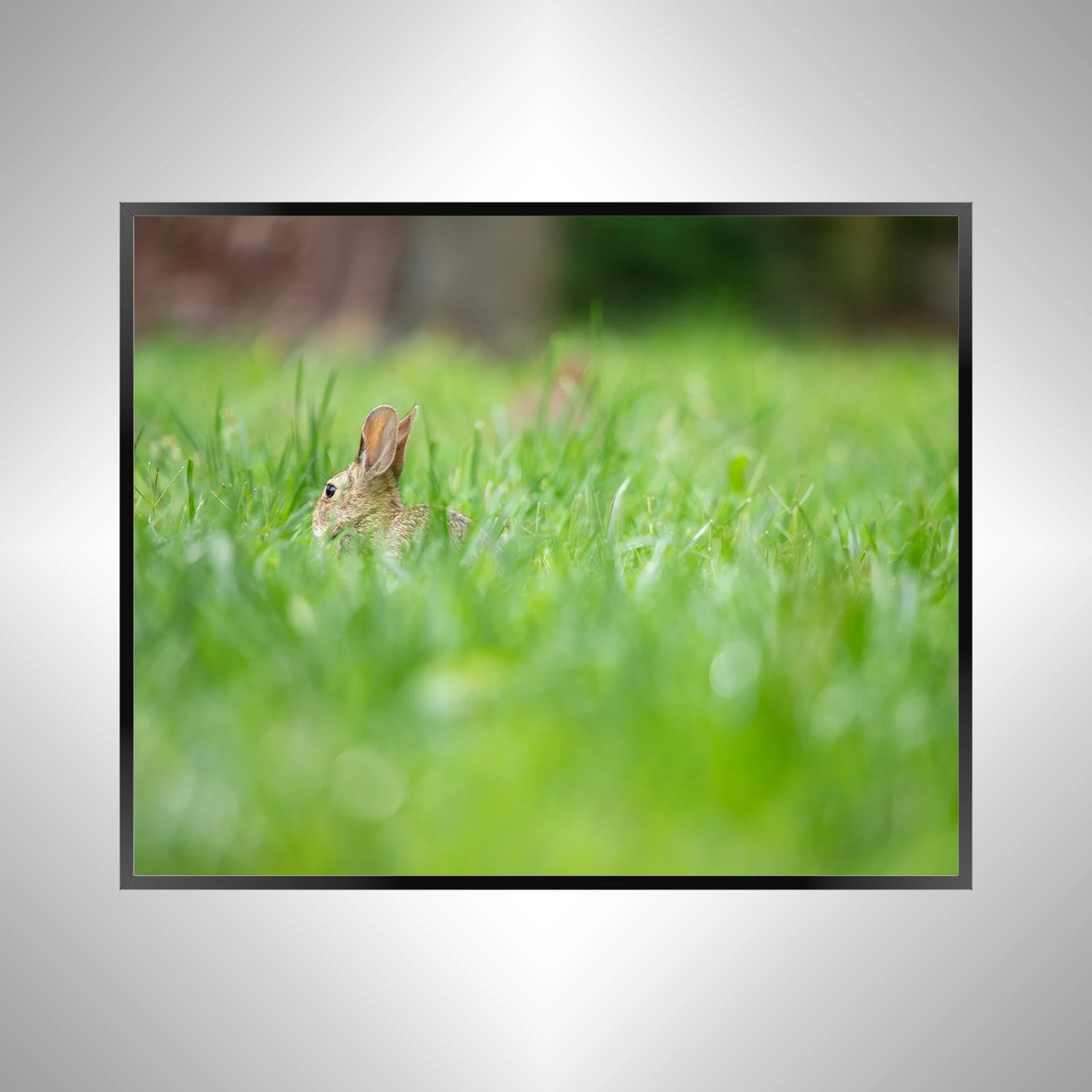 1/1 Rabbit in Grass