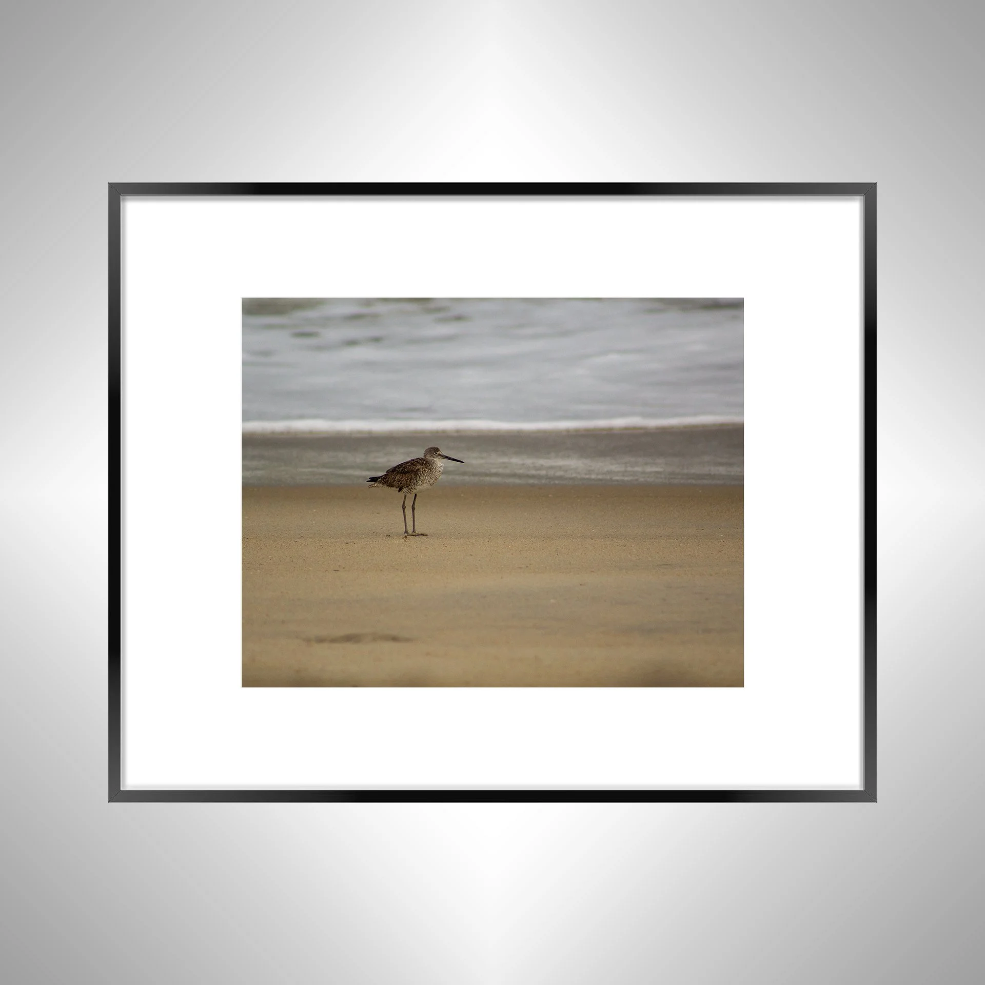 1:10 Willet on Beach-bwb.jpg
