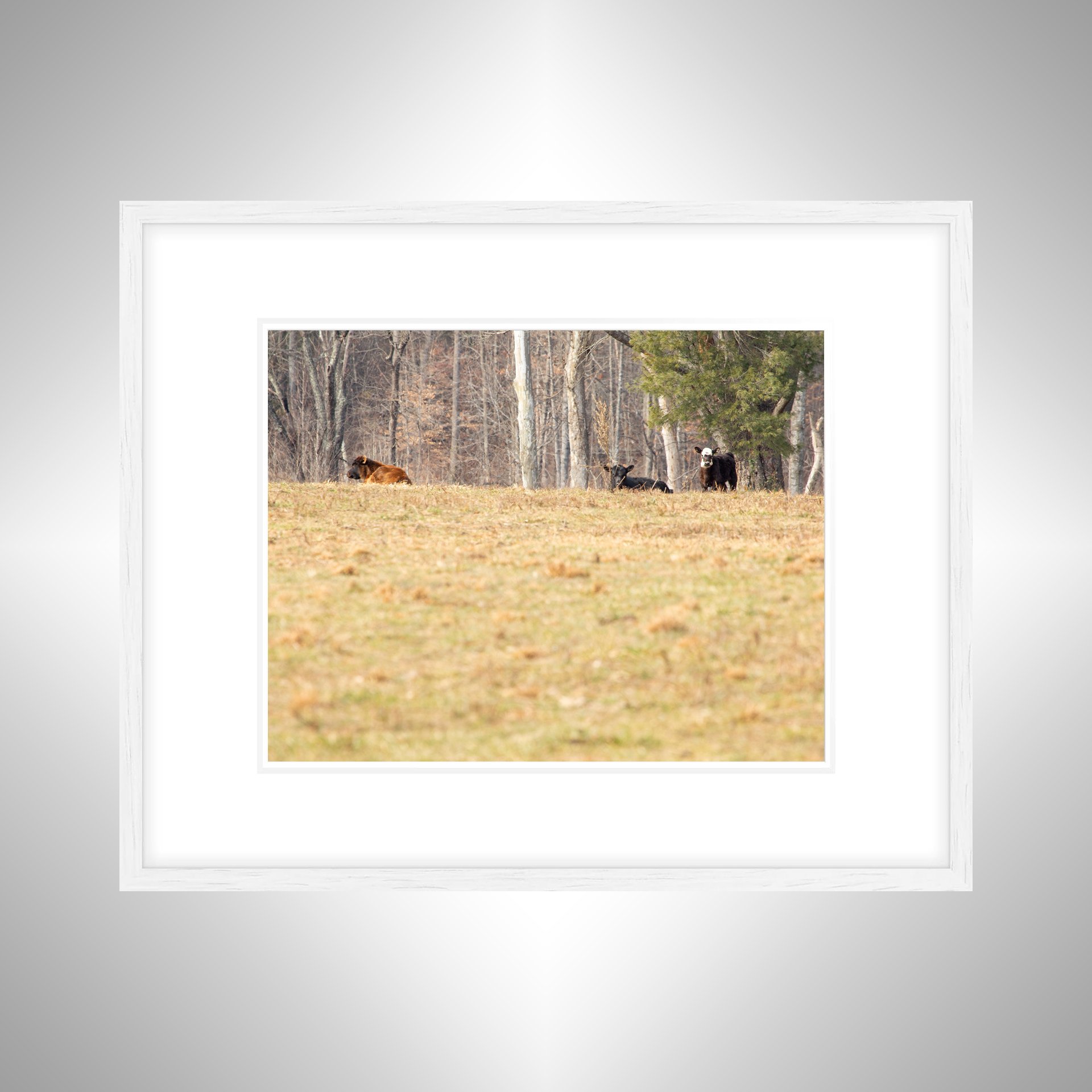 1:10 Cows on Shenandoah Hill- White w: Border.jpg